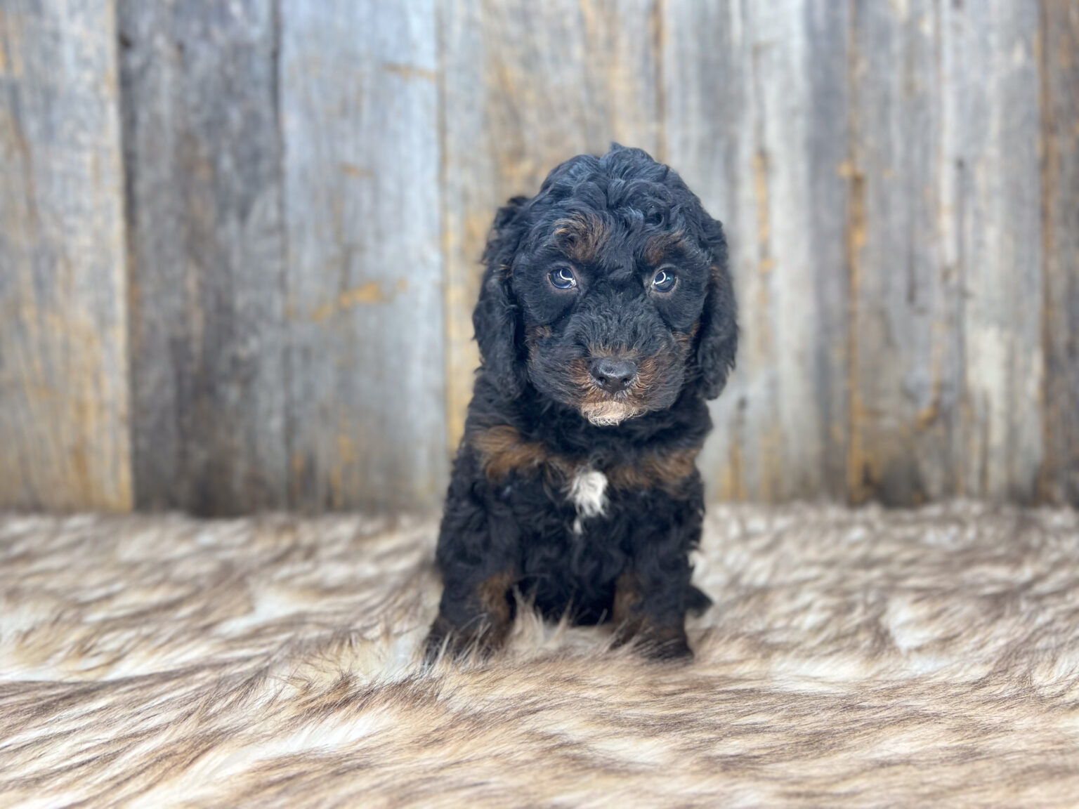 I am just a tiny baby and would love to join your family soon! Of course, you can’t see how cute and curly I will be when I get older, so the Dog Club will send updated photos when I am about 6 to 7 weeks old, if you choose to adopt me. Infant puppy deposits are refundable or transferrable.