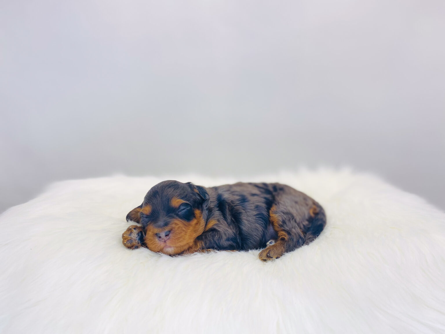 I am just a tiny baby and would love to join your family soon! Of course, you can’t see how cute and curly I will be when I get older, so the Dog Club will send updated photos when I am about 6 to 7 weeks old, if you choose to adopt me. Infant puppy deposits are refundable or transferrable.