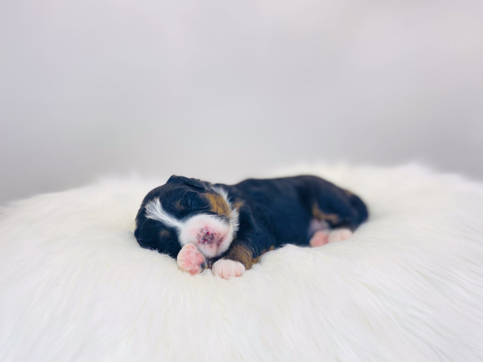 I am just a tiny baby and would love to join your family soon! Of course, you can’t see how cute and curly I will be when I get older, so the Dog Club will send updated photos when I am about 6 to 7 weeks old, if you choose to adopt me. Infant puppy deposits are refundable or transferrable.