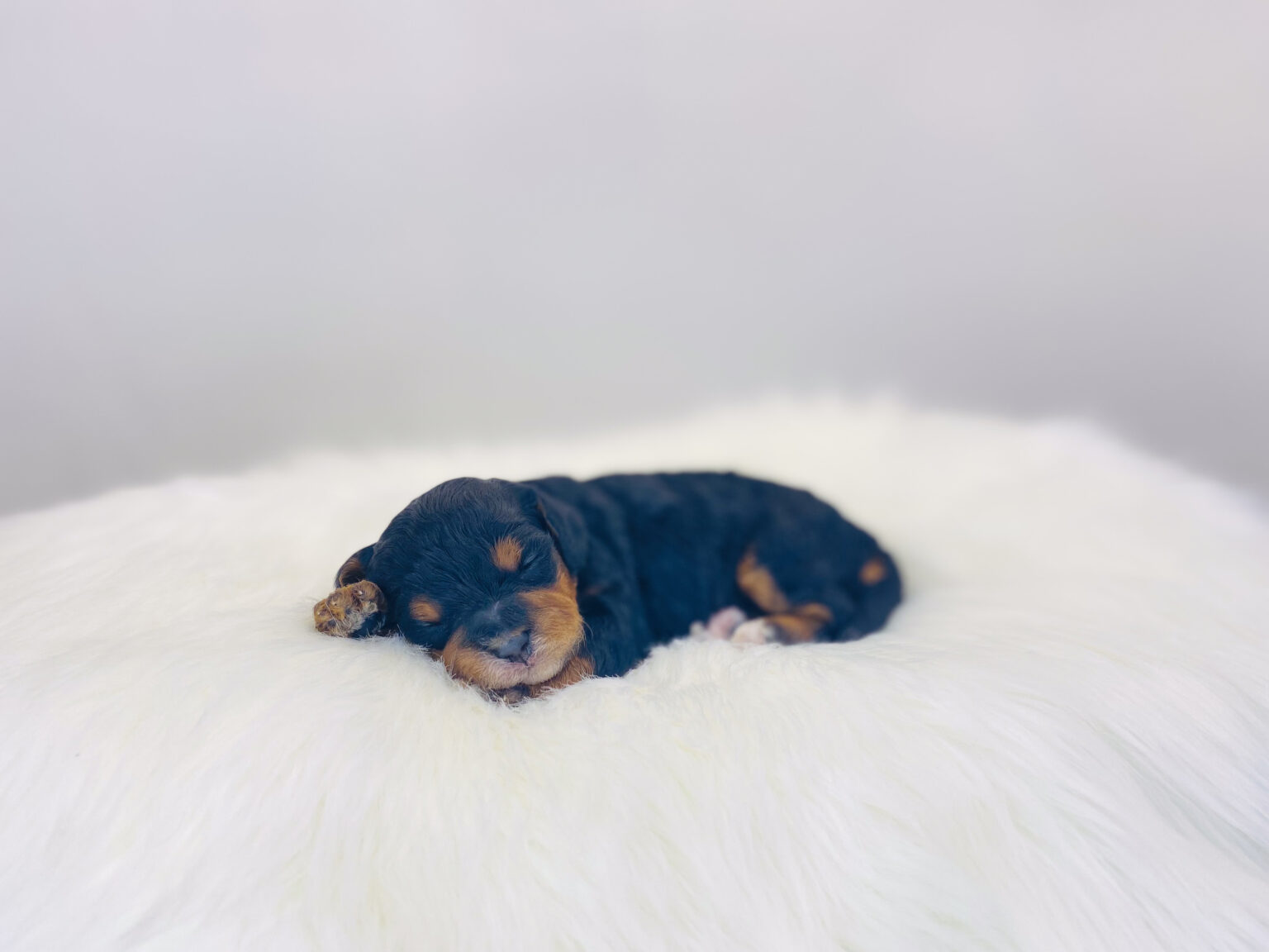 I am just a tiny baby and would love to join your family soon! Of course, you can’t see how cute and curly I will be when I get older, so the Dog Club will send updated photos when I am about 6 to 7 weeks old, if you choose to adopt me. Infant puppy deposits are refundable or transferrable.