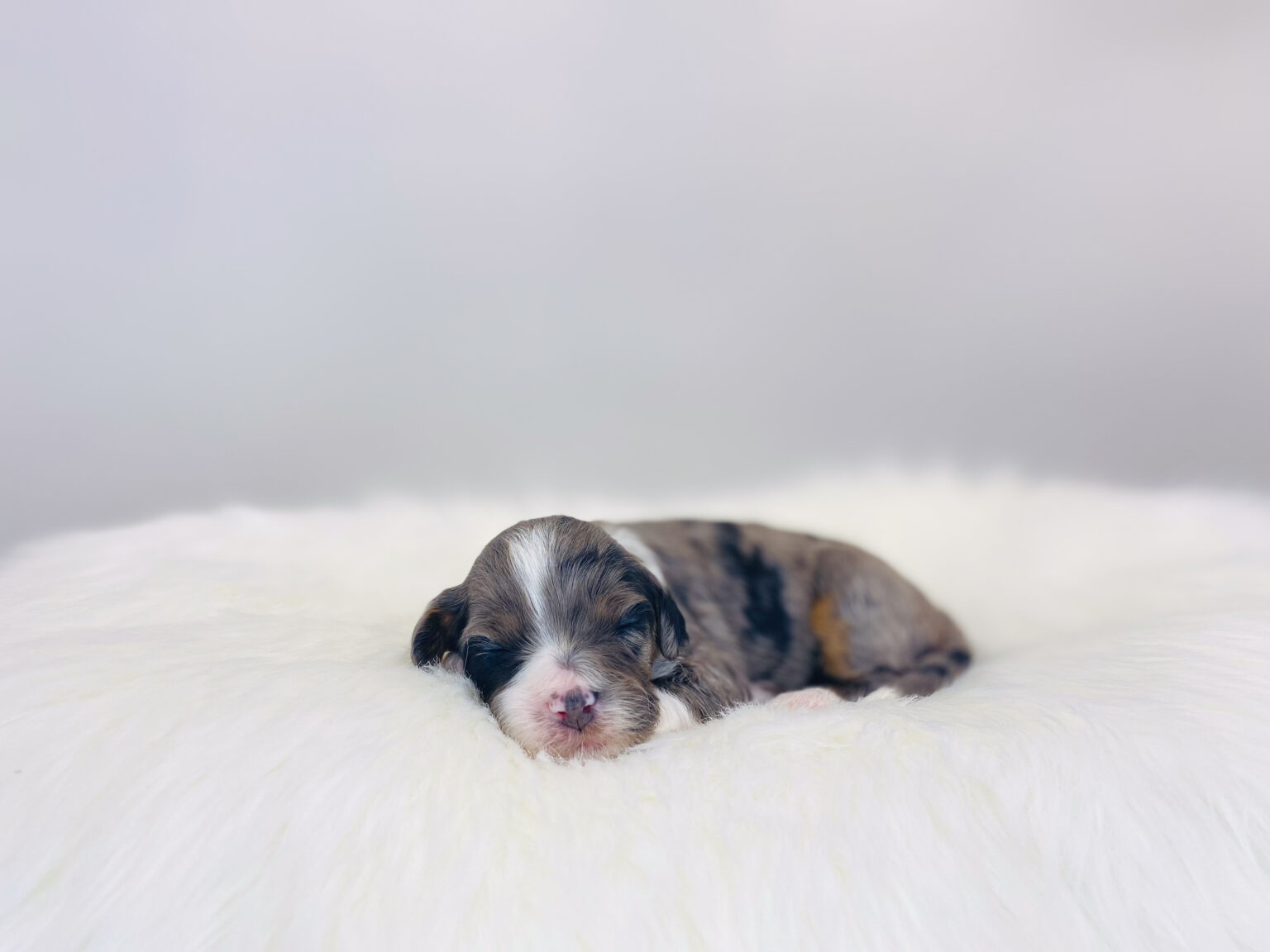 I am just a tiny baby and would love to join your family soon! Of course, you can’t see how cute and curly I will be when I get older, so the Dog Club will send updated photos when I am about 6 to 7 weeks old, if you choose to adopt me. Infant puppy deposits are refundable or transferrable.