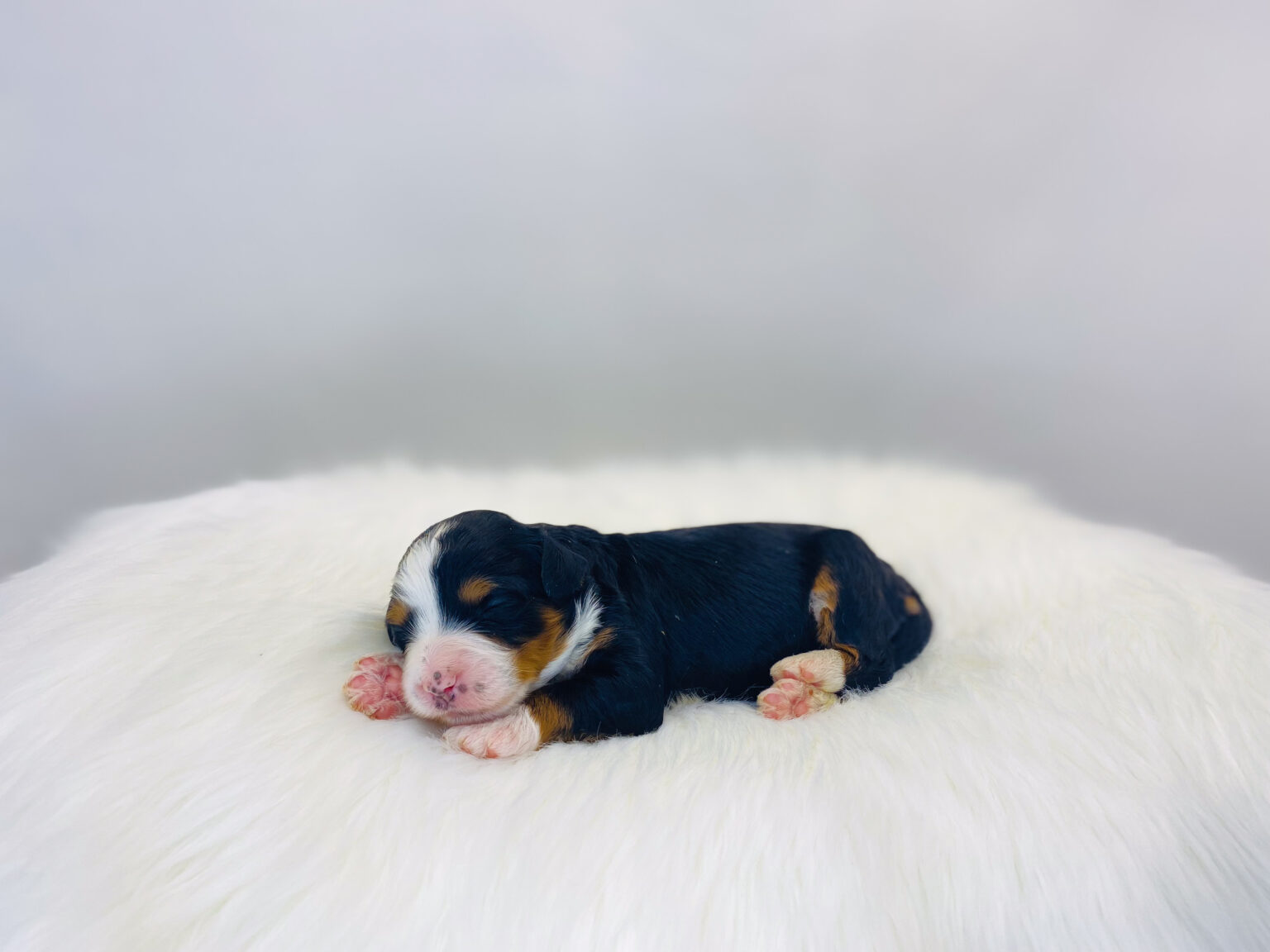 I am just a tiny baby and would love to join your family soon! Of course, you can’t see how cute and curly I will be when I get older, so the Dog Club will send updated photos when I am about 6 to 7 weeks old, if you choose to adopt me. Infant puppy deposits are refundable or transferrable.