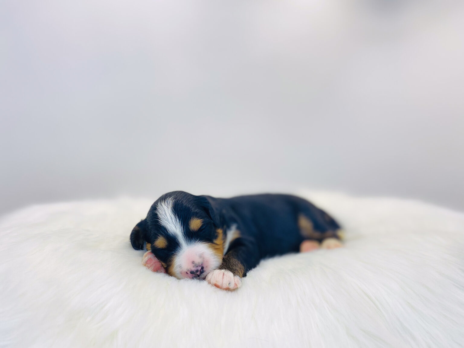 I am just a tiny baby and would love to join your family soon! Of course, you can’t see how cute and curly I will be when I get older, so the Dog Club will send updated photos when I am about 6 to 7 weeks old, if you choose to adopt me. Infant puppy deposits are refundable or transferrable.