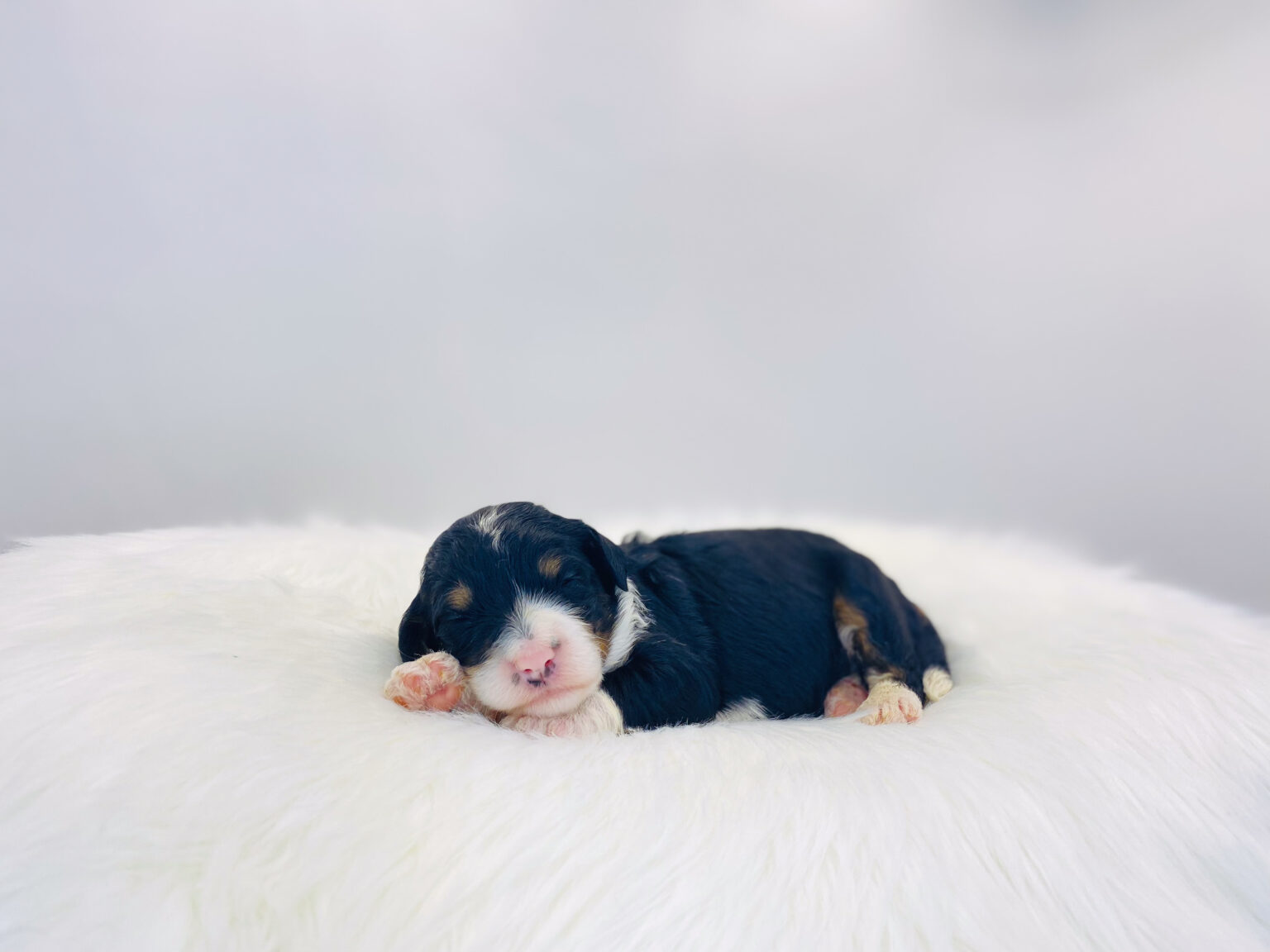 I am just a tiny baby and would love to join your family soon! Of course, you can’t see how cute and curly I will be when I get older, so the Dog Club will send updated photos when I am about 6 to 7 weeks old, if you choose to adopt me. Infant puppy deposits are refundable or transferrable.