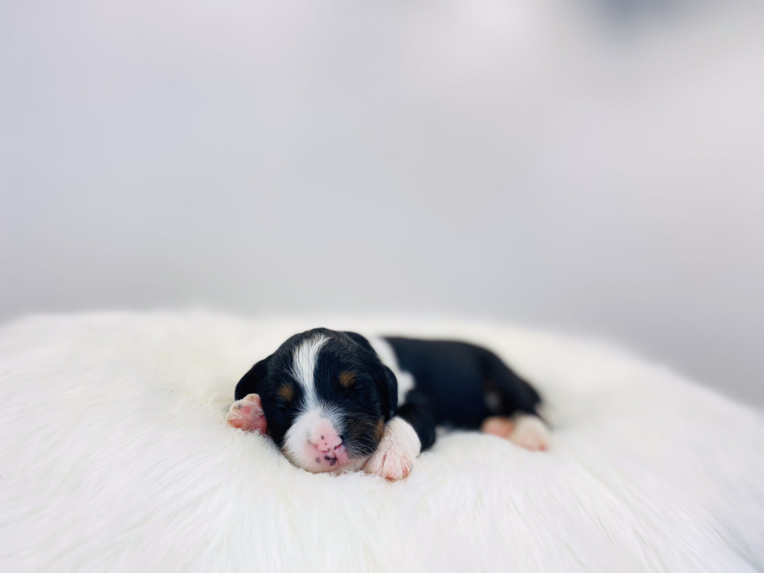 I am just a tiny baby and would love to join your family soon! Of course, you can’t see how cute and curly I will be when I get older, so the Dog Club will send updated photos when I am about 6 to 7 weeks old, if you choose to adopt me. Infant puppy deposits are refundable or transferrable.