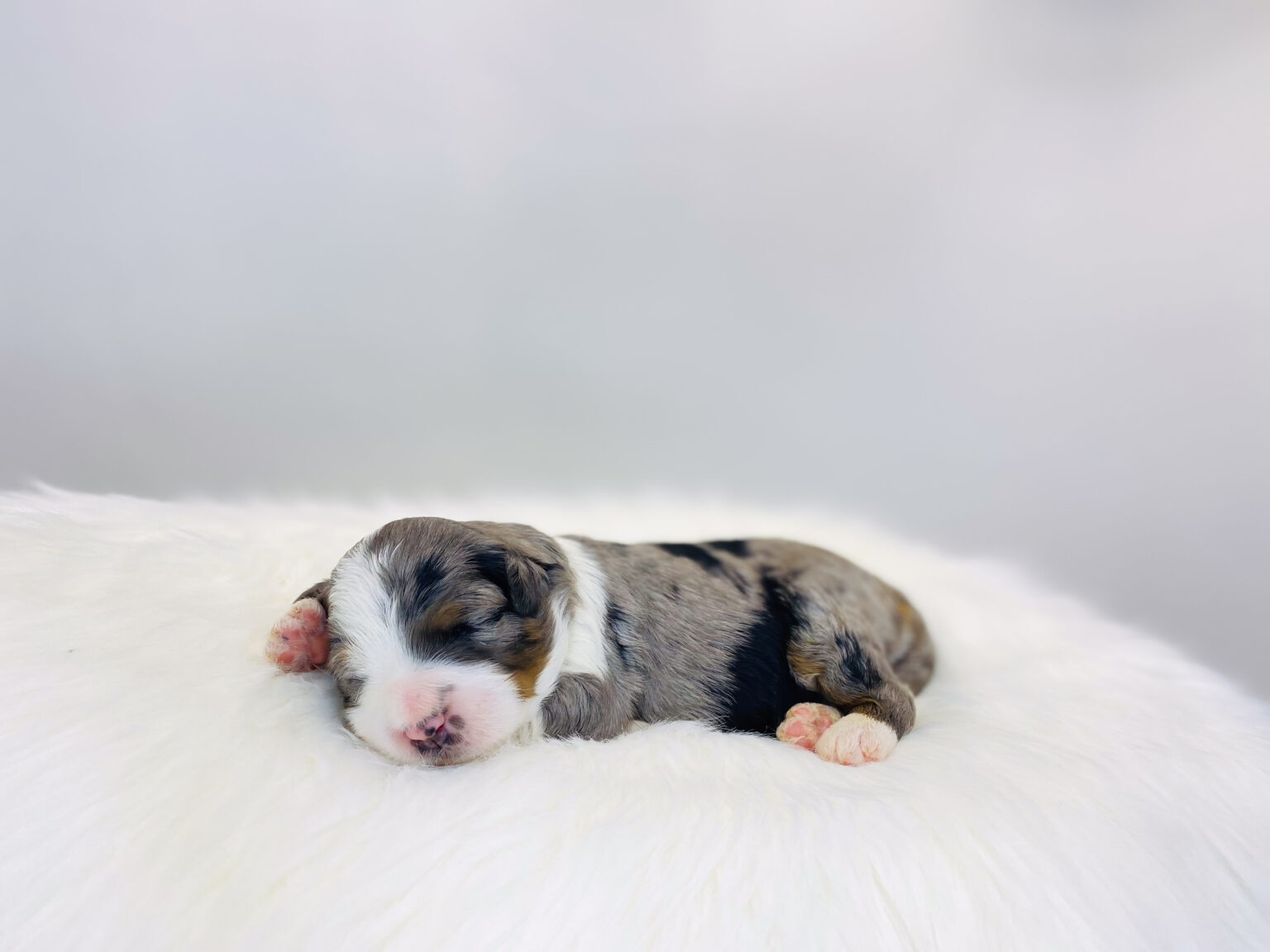 I am just a tiny baby and would love to join your family soon! Of course, you can’t see how cute and curly I will be when I get older, so the Dog Club will send updated photos when I am about 6 to 7 weeks old, if you choose to adopt me. Infant puppy deposits are refundable or transferrable.