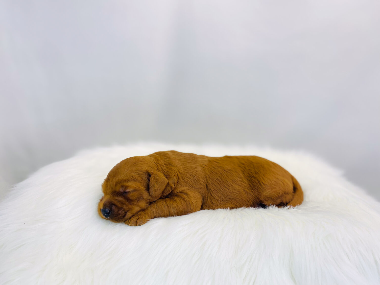 I am just a tiny baby and would love to join your family soon! Of course, you can’t see how cute and curly I will be when I get older, so the Dog Club will send updated photos when I am about 6 to 7 weeks old, if you choose to adopt me. Infant puppy deposits are refundable or transferrable.