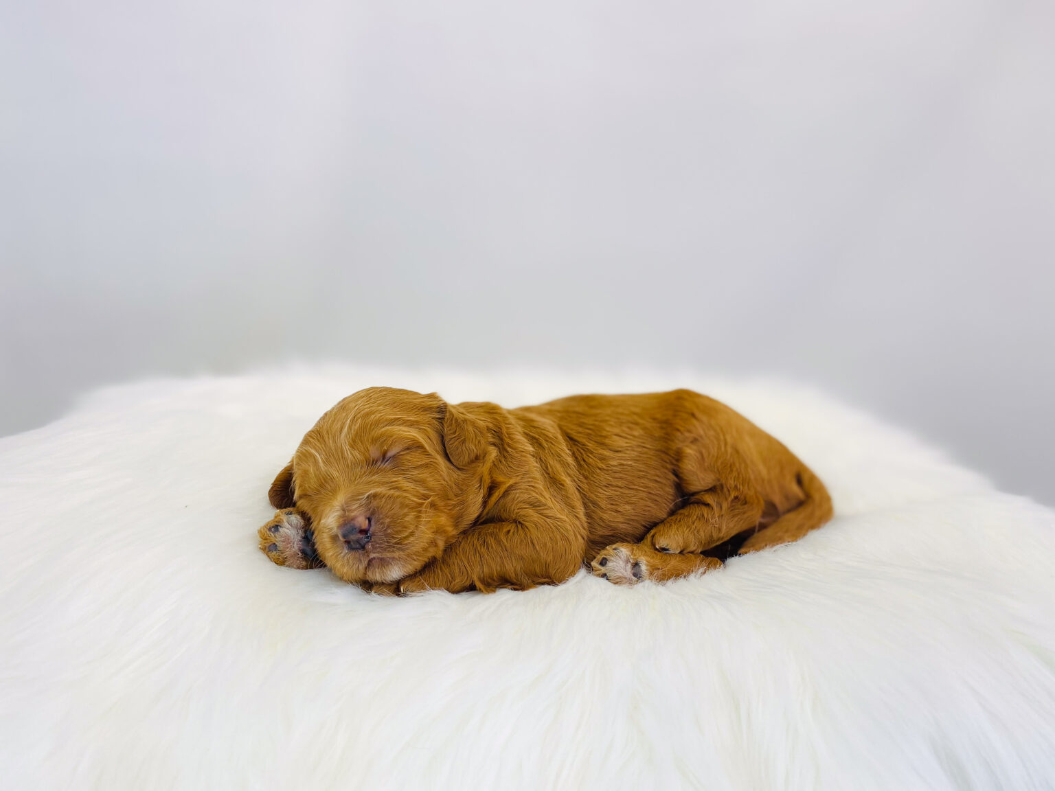 I am just a tiny baby and would love to join your family soon! Of course, you can’t see how cute and curly I will be when I get older, so the Dog Club will send updated photos when I am about 6 to 7 weeks old, if you choose to adopt me. Infant puppy deposits are refundable or transferrable.