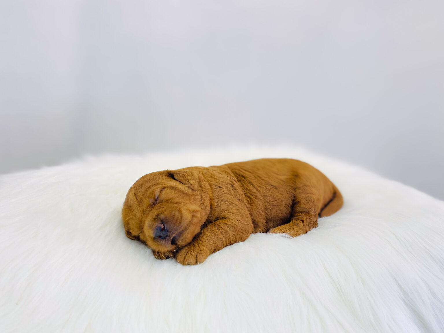 I am just a tiny baby and would love to join your family soon! Of course, you can’t see how cute and curly I will be when I get older, so the Dog Club will send updated photos when I am about 6 to 7 weeks old, if you choose to adopt me. Infant puppy deposits are refundable or transferrable.