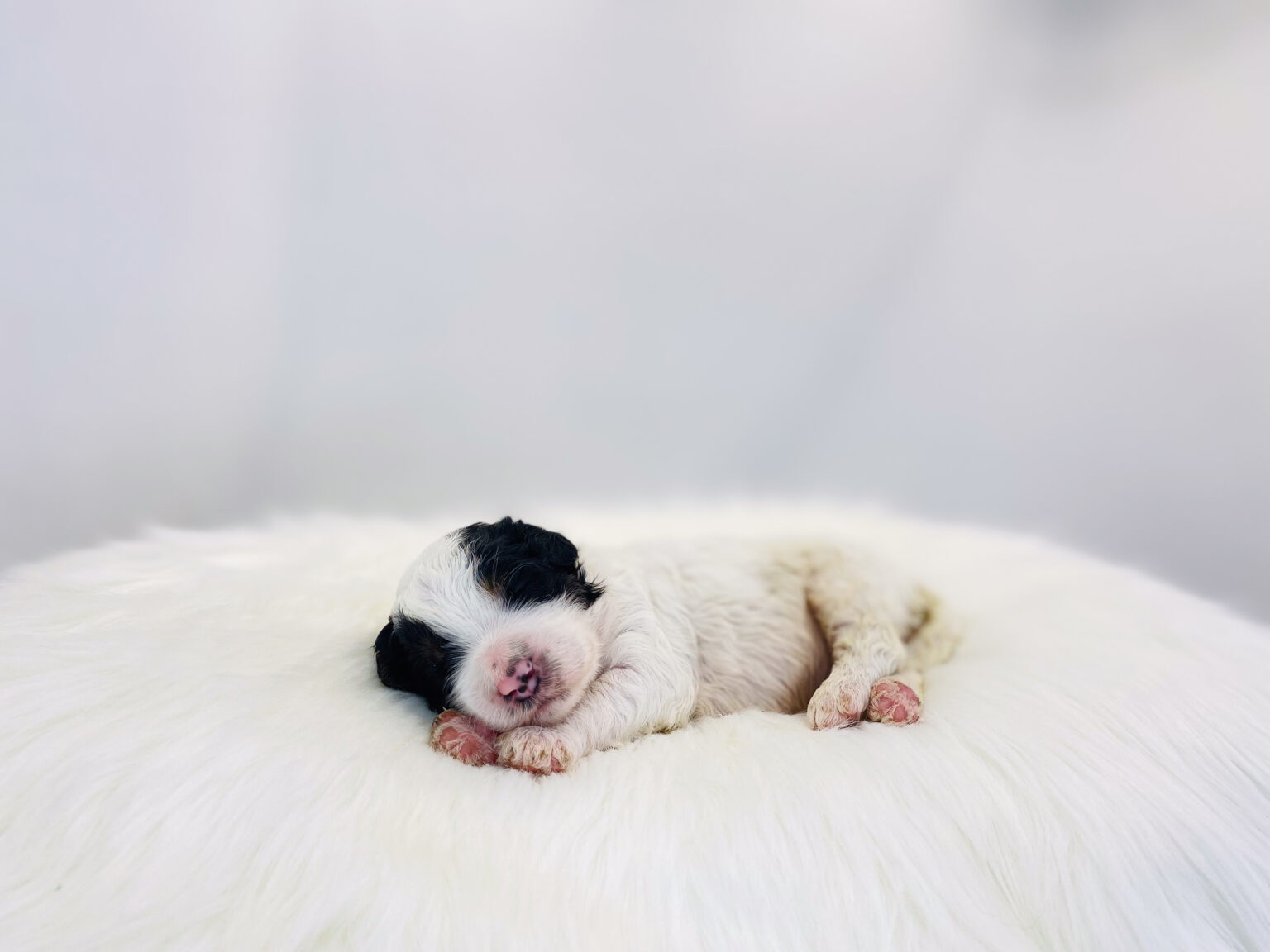 I am just a tiny baby and would love to join your family soon! Of course, you can’t see how cute and curly I will be when I get older, so the Dog Club will send updated photos when I am about 6 to 7 weeks old, if you choose to adopt me. Infant puppy deposits are refundable or transferrable.