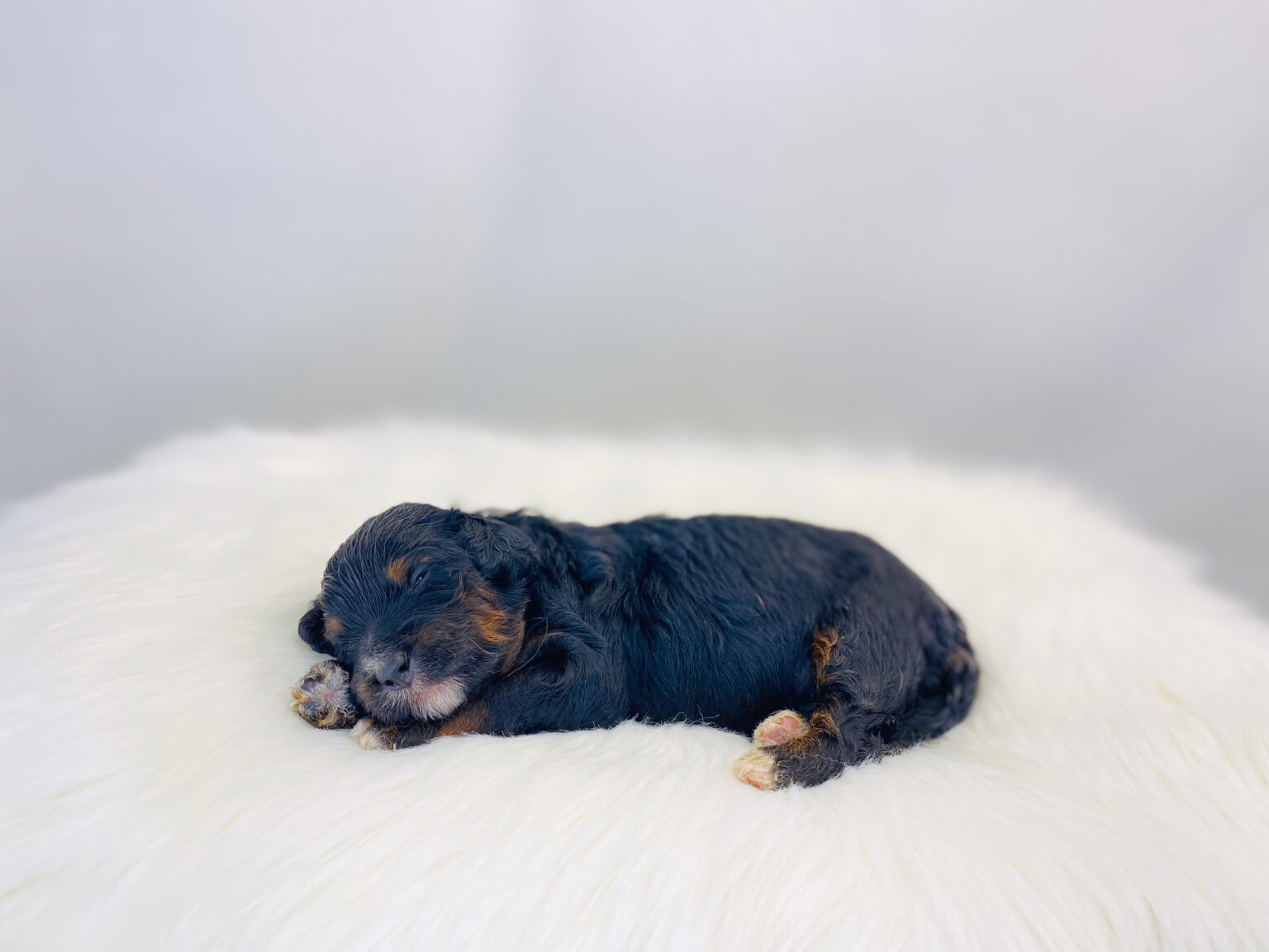 I am just a tiny baby and would love to join your family soon! Of course, you can’t see how cute and curly I will be when I get older, so the Dog Club will send updated photos when I am about 6 to 7 weeks old, if you choose to adopt me. Infant puppy deposits are refundable or transferrable.