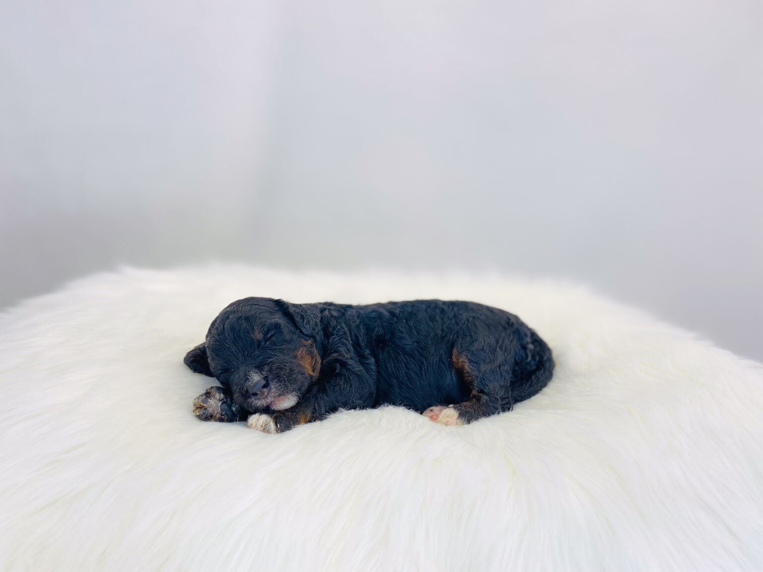 I am just a tiny baby and would love to join your family soon! Of course, you can’t see how cute and curly I will be when I get older, so the Dog Club will send updated photos when I am about 6 to 7 weeks old, if you choose to adopt me. Infant puppy deposits are refundable or transferrable.