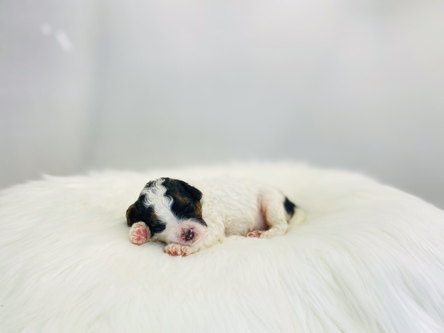 I am just a tiny baby and would love to join your family soon! Of course, you can’t see how cute and curly I will be when I get older, so the Dog Club will send updated photos when I am about 6 to 7 weeks old, if you choose to adopt me. Infant puppy deposits are refundable or transferrable.