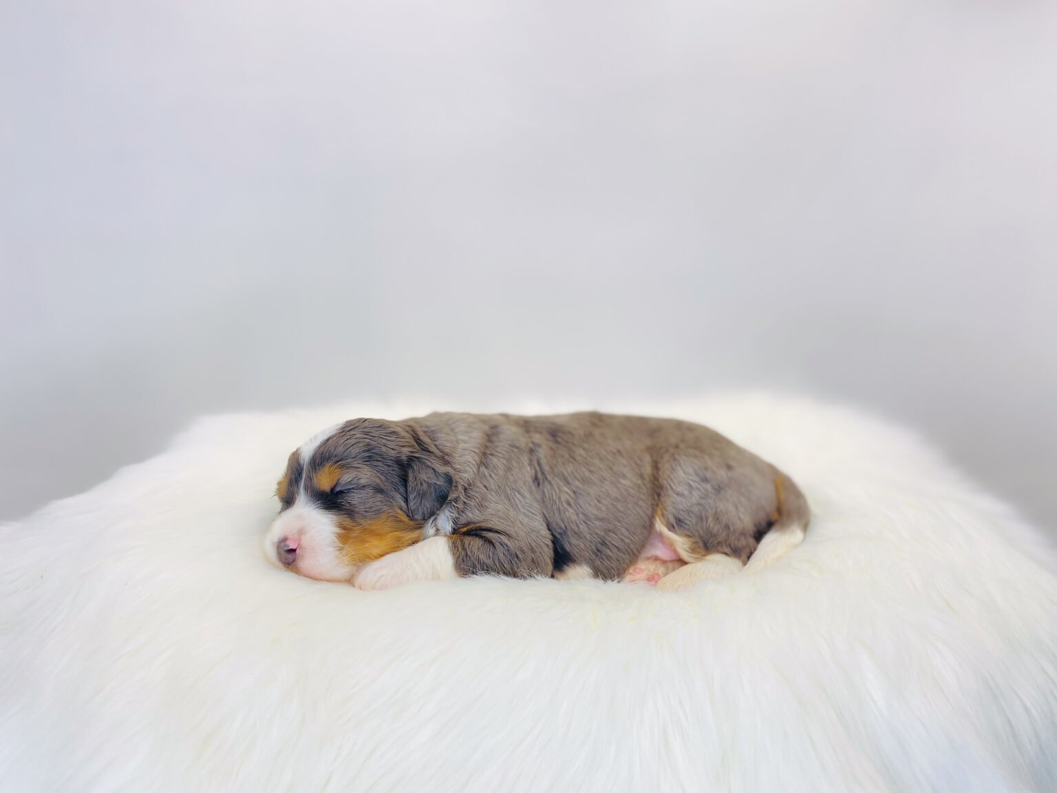 I am just a tiny baby and would love to join your family soon! Of course, you can’t see how cute and curly I will be when I get older, so the Dog Club will send updated photos when I am about 6 to 7 weeks old, if you choose to adopt me. Infant puppy deposits are refundable or transferrable.