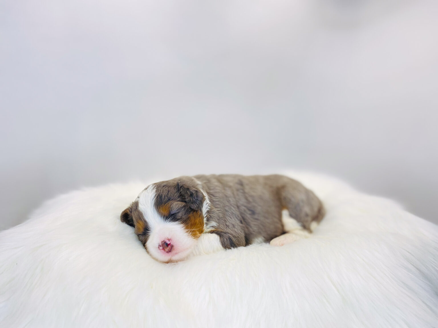 I am just a tiny baby and would love to join your family soon! Of course, you can’t see how cute and curly I will be when I get older, so the Dog Club will send updated photos when I am about 6 to 7 weeks old, if you choose to adopt me. Infant puppy deposits are refundable or transferrable.