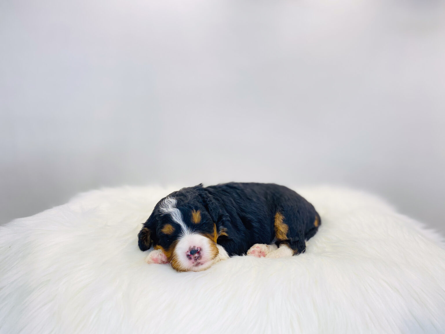 I am just a tiny baby and would love to join your family soon! Of course, you can’t see how cute and curly I will be when I get older, so the Dog Club will send updated photos when I am about 6 to 7 weeks old, if you choose to adopt me. Infant puppy deposits are refundable or transferrable.