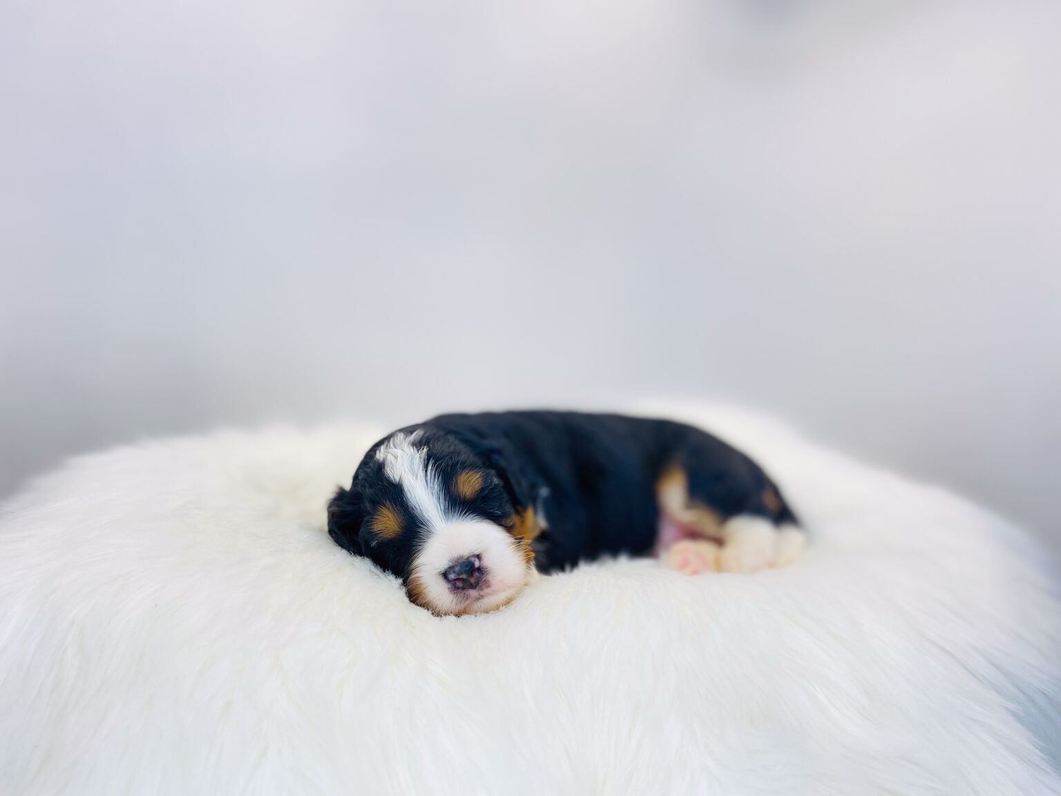 I am just a tiny baby and would love to join your family soon! Of course, you can’t see how cute and curly I will be when I get older, so the Dog Club will send updated photos when I am about 6 to 7 weeks old, if you choose to adopt me. Infant puppy deposits are refundable or transferrable.