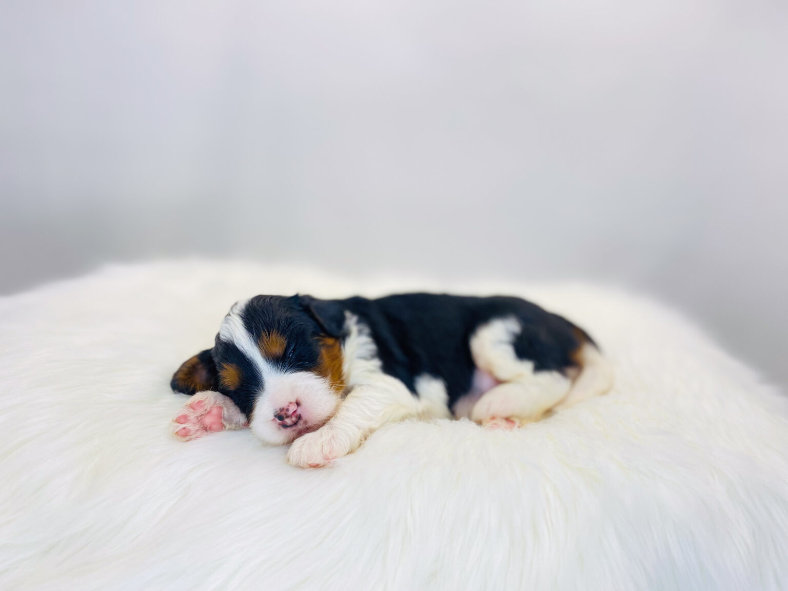 I am just a tiny baby and would love to join your family soon! Of course, you can’t see how cute and curly I will be when I get older, so the Dog Club will send updated photos when I am about 6 to 7 weeks old, if you choose to adopt me. Infant puppy deposits are refundable or transferrable.