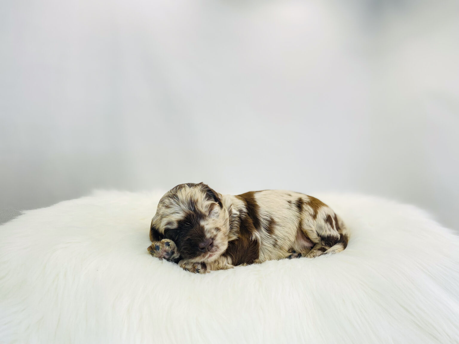 I am just a tiny baby and would love to join your family soon! Of course, you can’t see how cute and curly I will be when I get older, so the Dog Club will send updated photos when I am about 6 to 7 weeks old, if you choose to adopt me. Infant puppy deposits are refundable or transferrable.