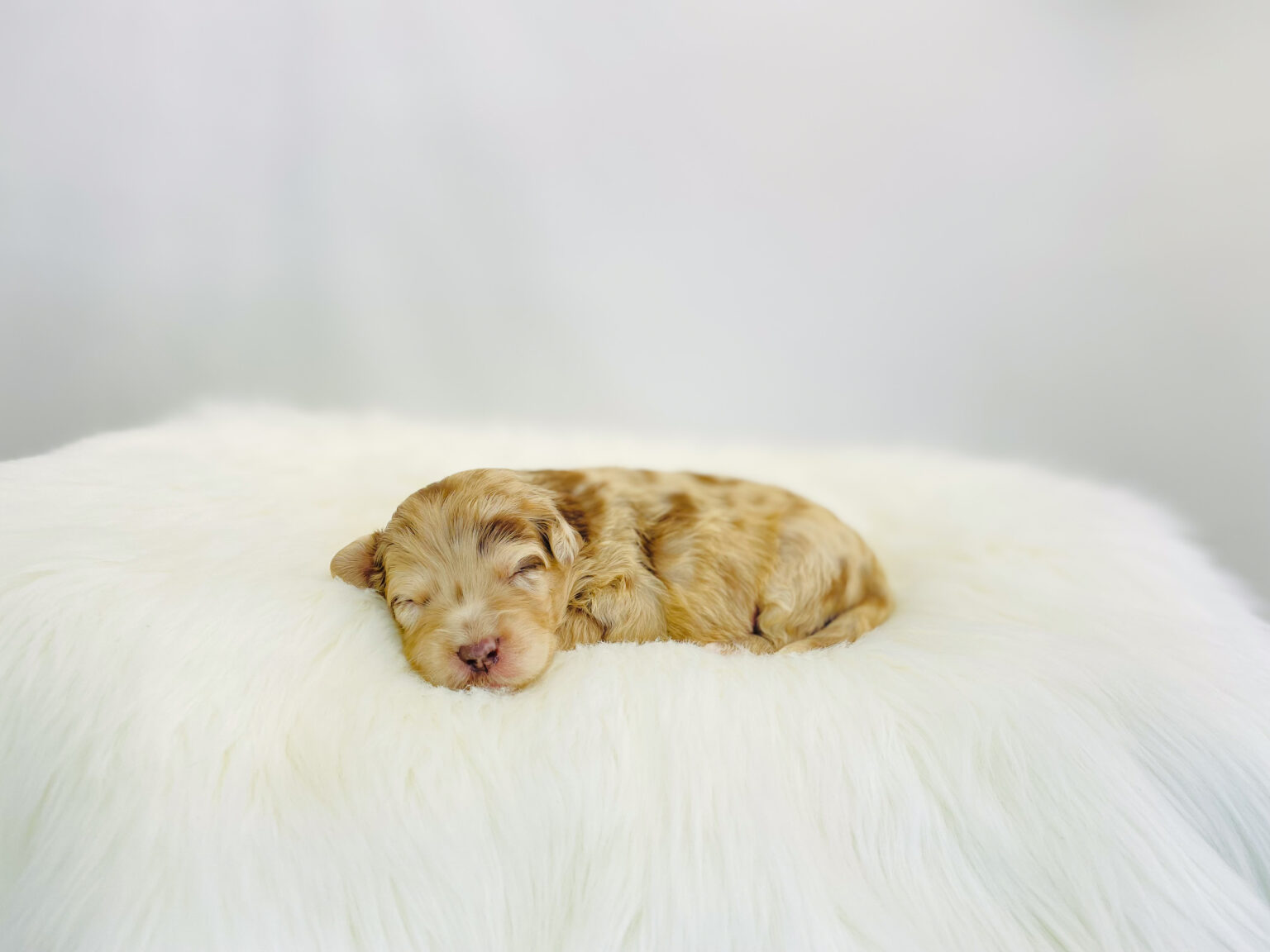 I am just a tiny baby and would love to join your family soon! Of course, you can’t see how cute and curly I will be when I get older, so the Dog Club will send updated photos when I am about 6 to 7 weeks old, if you choose to adopt me. Infant puppy deposits are refundable or transferrable.