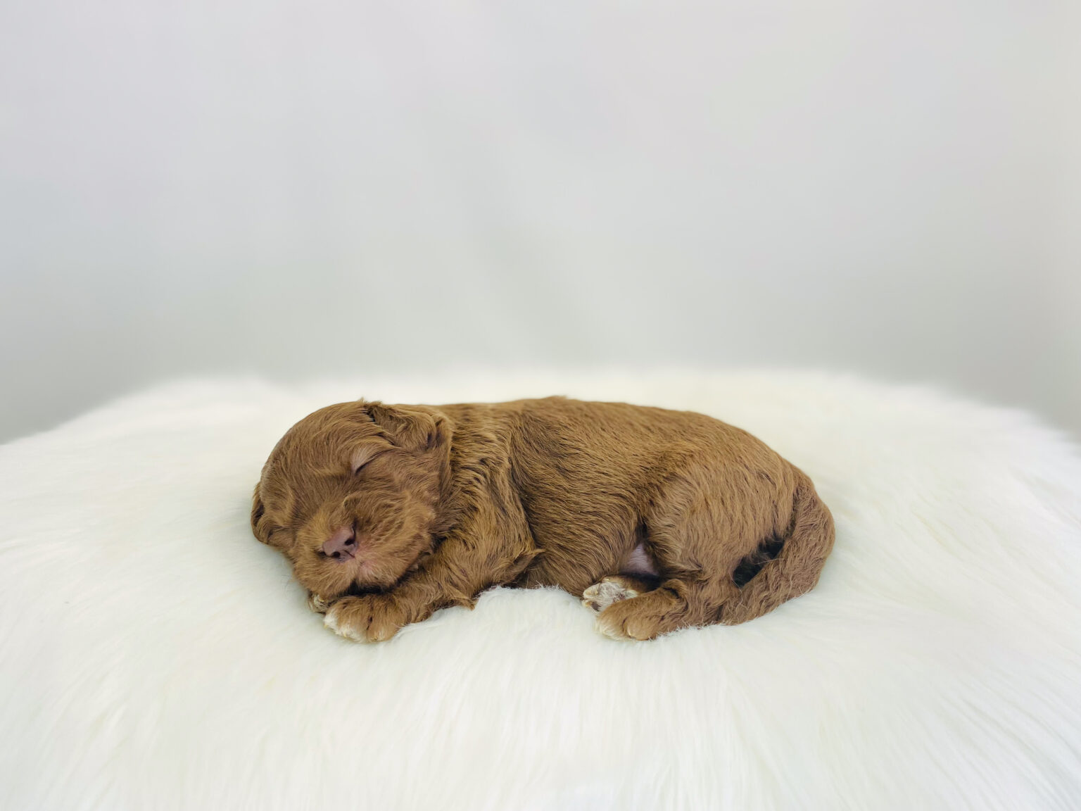 I am just a tiny baby and would love to join your family soon! Of course, you can’t see how cute and curly I will be when I get older, so the Dog Club will send updated photos when I am about 6 to 7 weeks old, if you choose to adopt me. Infant puppy deposits are refundable or transferrable.