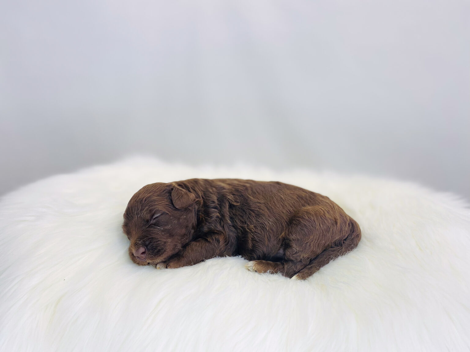 I am just a tiny baby and would love to join your family soon! Of course, you can’t see how cute and curly I will be when I get older, so the Dog Club will send updated photos when I am about 6 to 7 weeks old, if you choose to adopt me. Infant puppy deposits are refundable or transferrable.