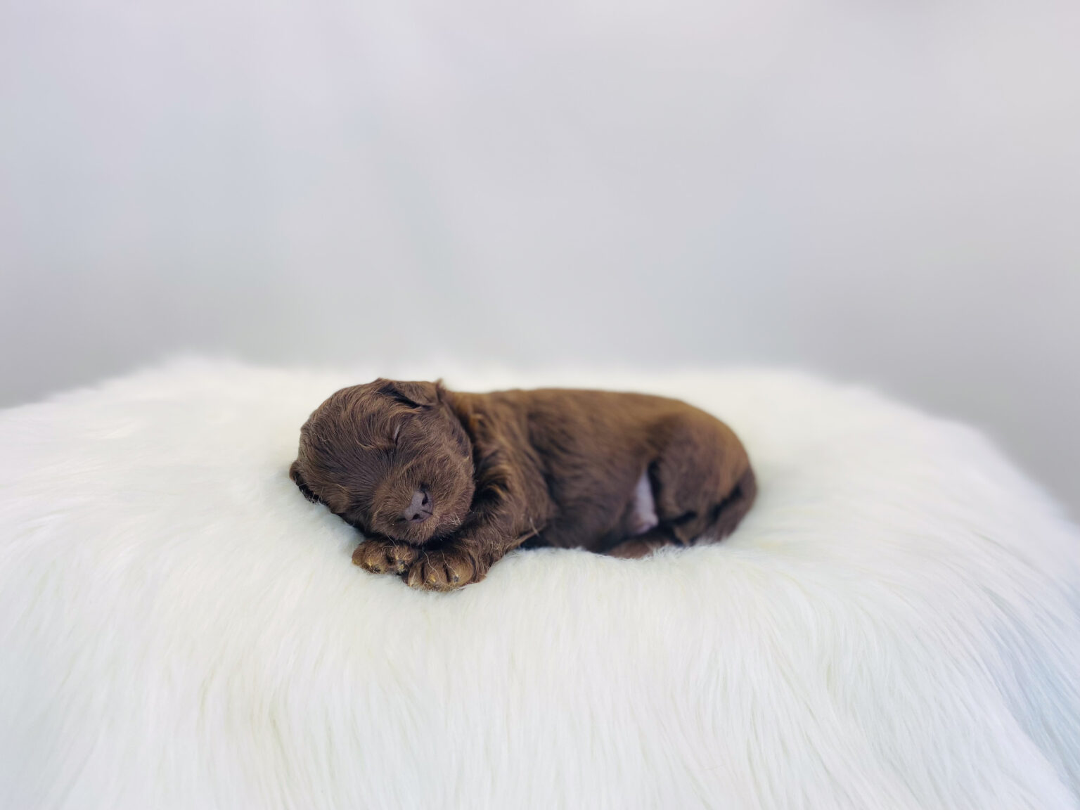I am just a tiny baby and would love to join your family soon! Of course, you can’t see how cute and curly I will be when I get older, so the Dog Club will send updated photos when I am about 6 to 7 weeks old, if you choose to adopt me. Infant puppy deposits are refundable or transferrable.