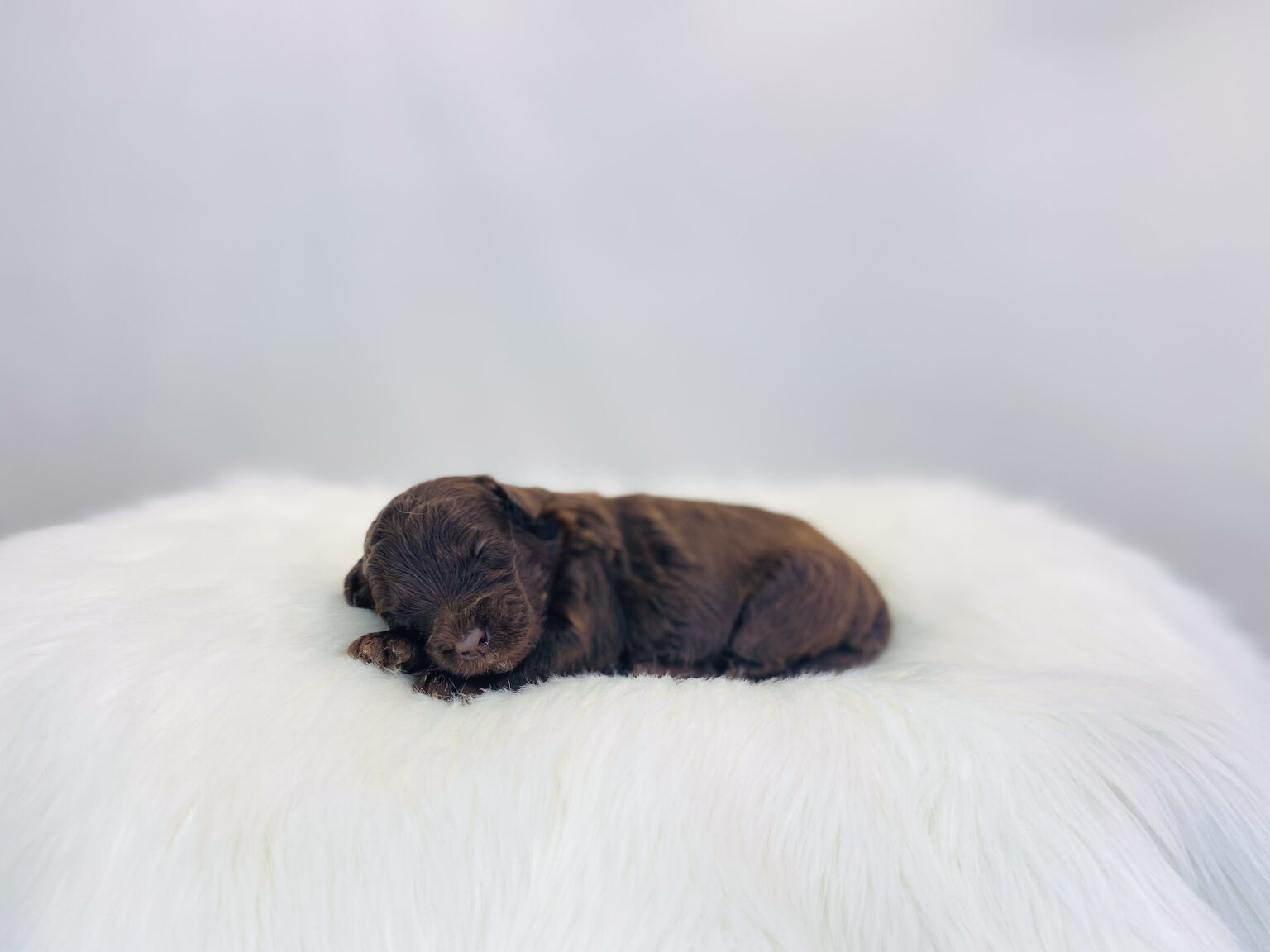 I am just a tiny baby and would love to join your family soon! Of course, you can’t see how cute and curly I will be when I get older, so the Dog Club will send updated photos when I am about 6 to 7 weeks old, if you choose to adopt me. Infant puppy deposits are refundable or transferrable.
