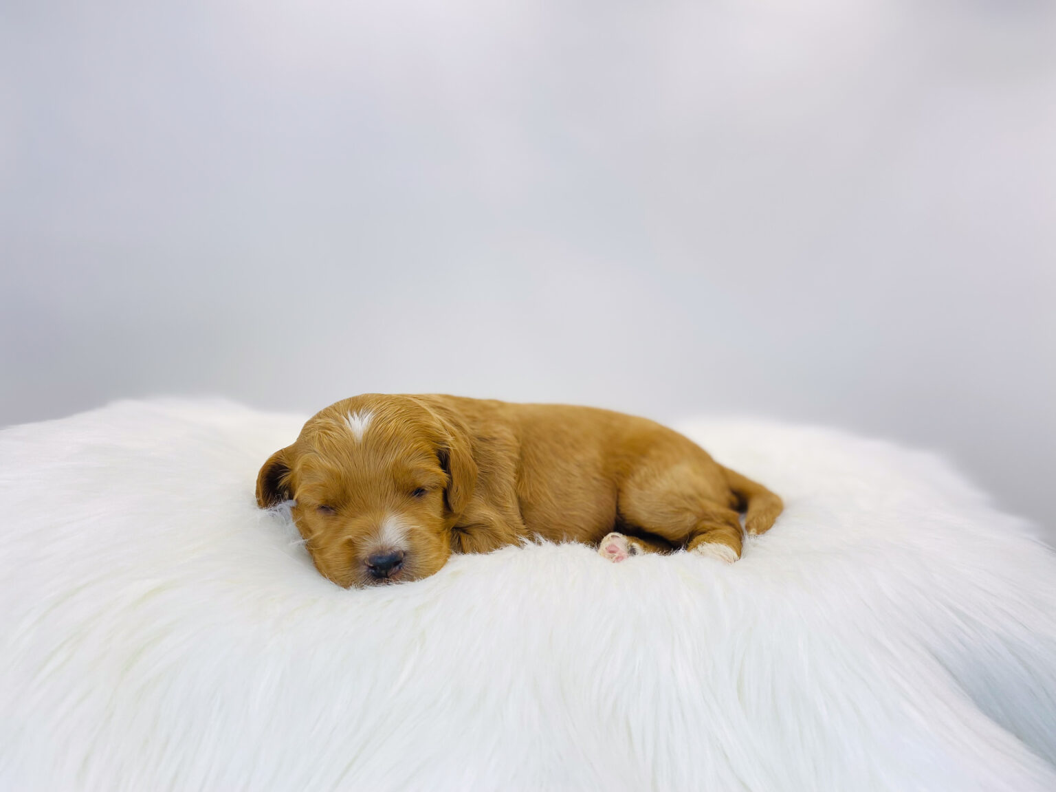 I am just a tiny baby and would love to join your family soon! Of course, you can’t see how cute and curly I will be when I get older, so the Dog Club will send updated photos when I am about 6 to 7 weeks old, if you choose to adopt me. Infant puppy deposits are refundable or transferrable.