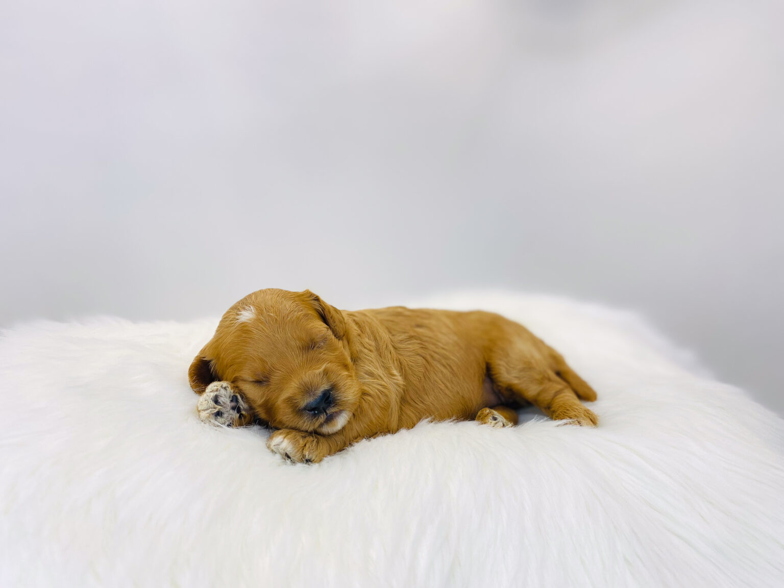 I am just a tiny baby and would love to join your family soon! Of course, you can’t see how cute and curly I will be when I get older, so the Dog Club will send updated photos when I am about 6 to 7 weeks old, if you choose to adopt me. Infant puppy deposits are refundable or transferrable.