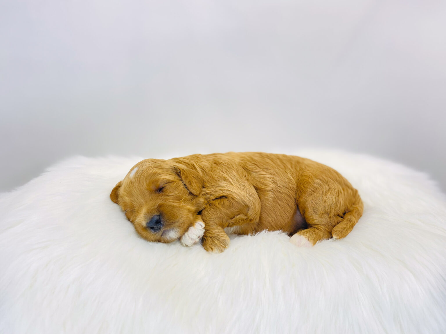 I am just a tiny baby and would love to join your family soon! Of course, you can’t see how cute and curly I will be when I get older, so the Dog Club will send updated photos when I am about 6 to 7 weeks old, if you choose to adopt me. Infant puppy deposits are refundable or transferrable.
