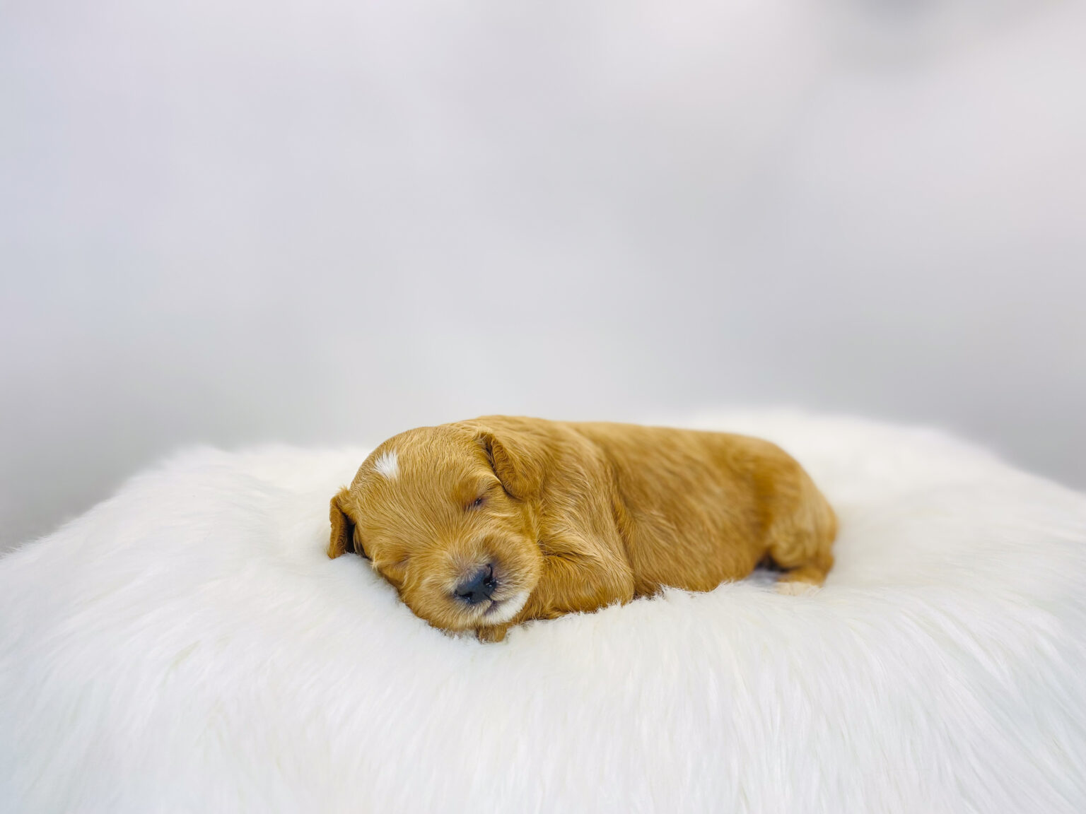 I am just a tiny baby and would love to join your family soon! Of course, you can’t see how cute and curly I will be when I get older, so the Dog Club will send updated photos when I am about 6 to 7 weeks old, if you choose to adopt me. Infant puppy deposits are refundable or transferrable.