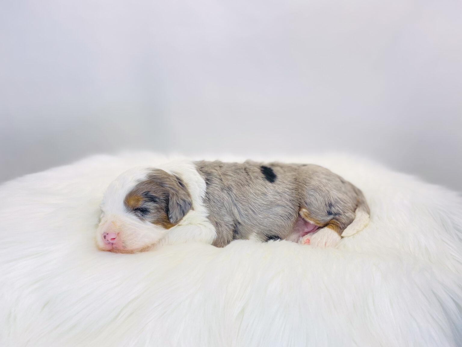 I am just a tiny baby and would love to join your family soon! Of course, you can’t see how cute and curly I will be when I get older, so the Dog Club will send updated photos when I am about 6 to 7 weeks old, if you choose to adopt me. Infant puppy deposits are refundable or transferrable.