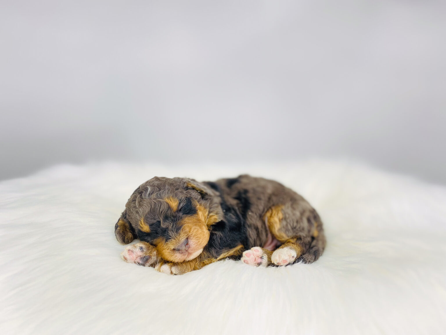 I am just a tiny baby and would love to join your family soon! Of course, you can’t see how cute and curly I will be when I get older, so the Dog Club will send updated photos when I am about 6 to 7 weeks old, if you choose to adopt me. Infant puppy deposits are refundable or transferrable.