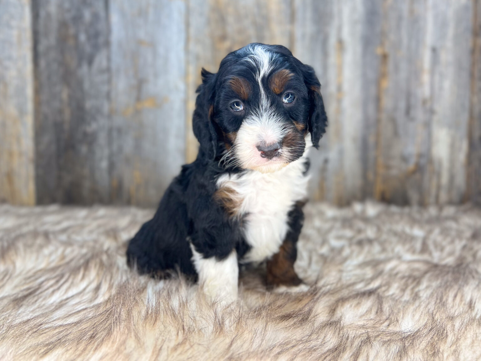 I am just a tiny baby and would love to join your family soon! Of course, you can’t see how cute and curly I will be when I get older, so the Dog Club will send updated photos when I am about 6 to 7 weeks old, if you choose to adopt me. Infant puppy deposits are refundable or transferrable.