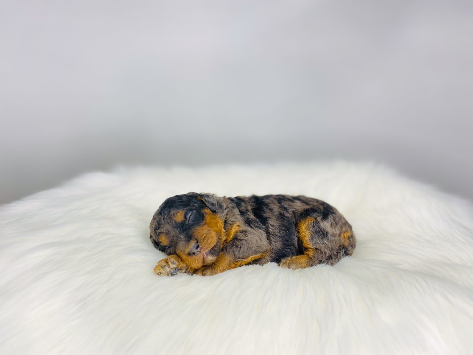 I am just a tiny baby and would love to join your family soon! Of course, you can’t see how cute and curly I will be when I get older, so the Dog Club will send updated photos when I am about 6 to 7 weeks old, if you choose to adopt me. Infant puppy deposits are refundable or transferrable.