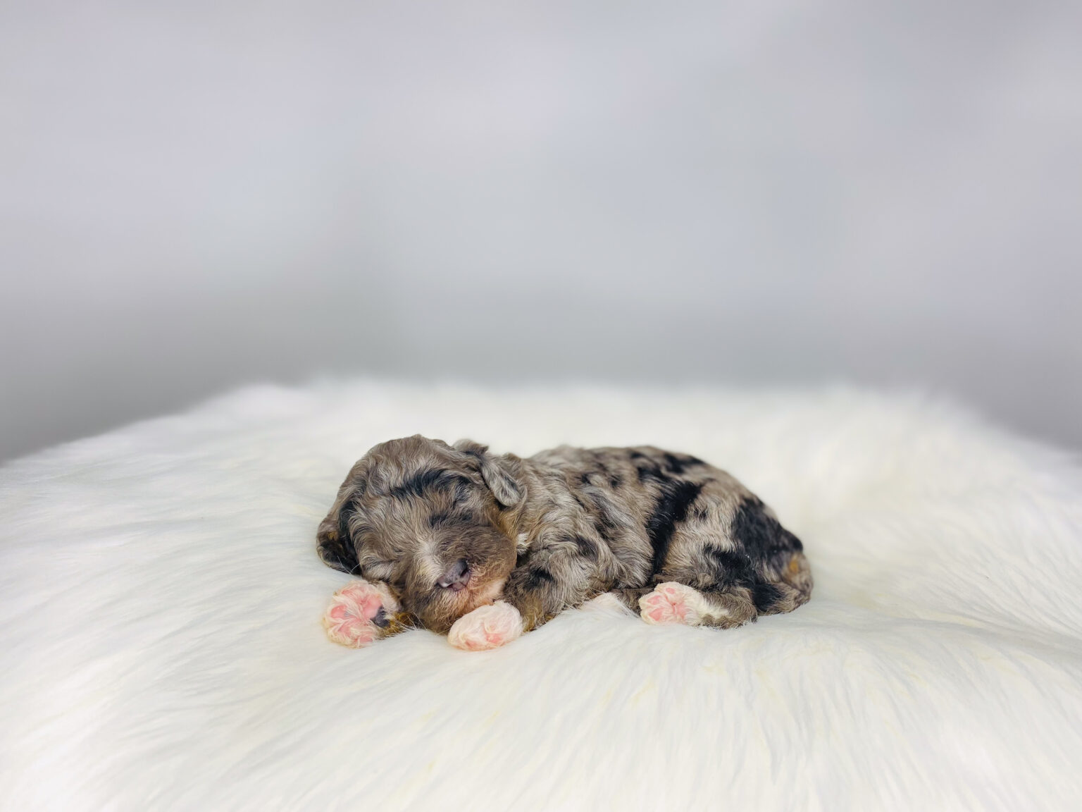 I am just a tiny baby and would love to join your family soon! Of course, you can’t see how cute and curly I will be when I get older, so the Dog Club will send updated photos when I am about 6 to 7 weeks old, if you choose to adopt me. Infant puppy deposits are refundable or transferrable.