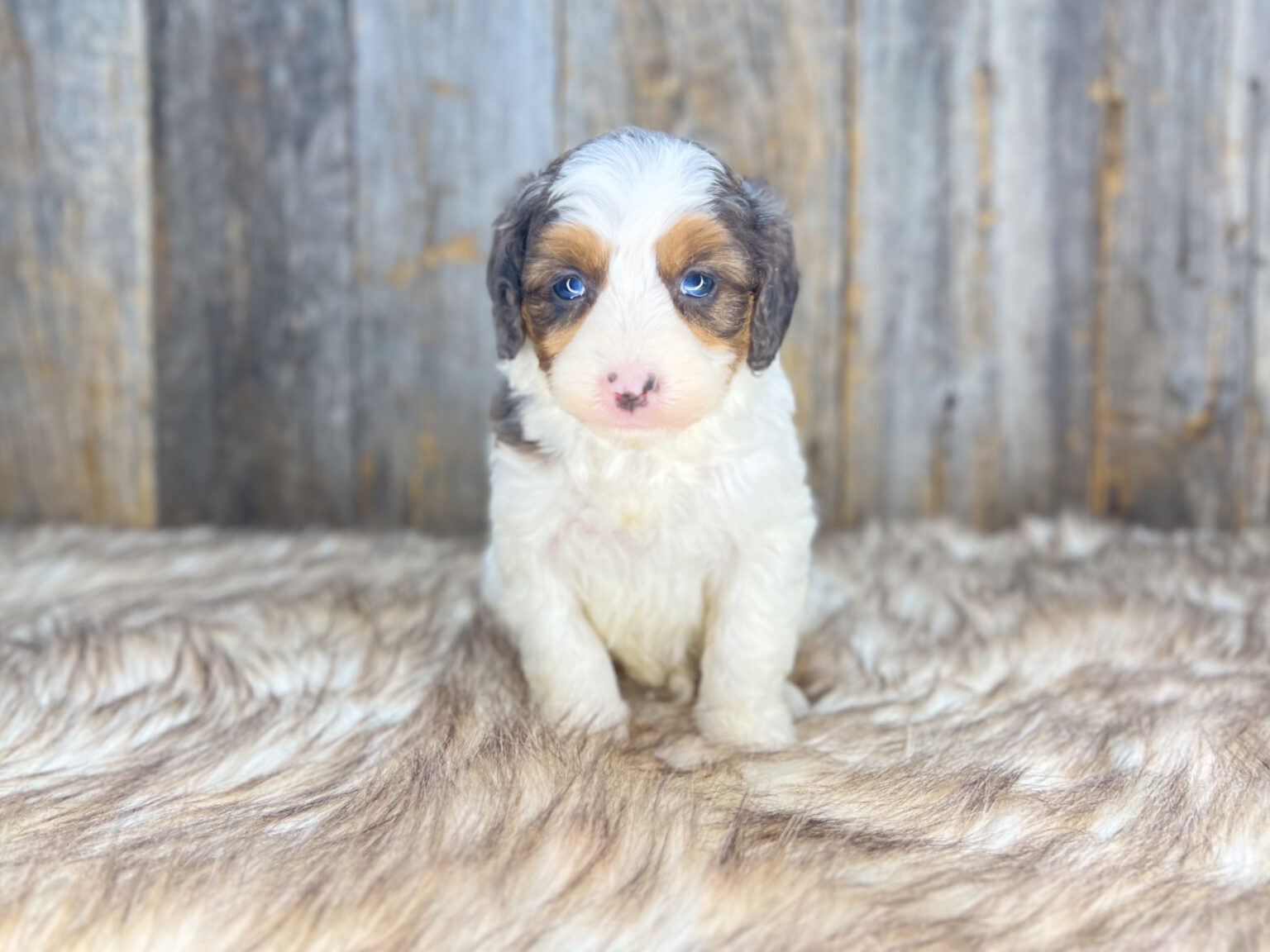 I am just a tiny baby and would love to join your family soon! Of course, you can’t see how cute and curly I will be when I get older, so the Dog Club will send updated photos when I am about 6 to 7 weeks old, if you choose to adopt me. Infant puppy deposits are refundable or transferrable.