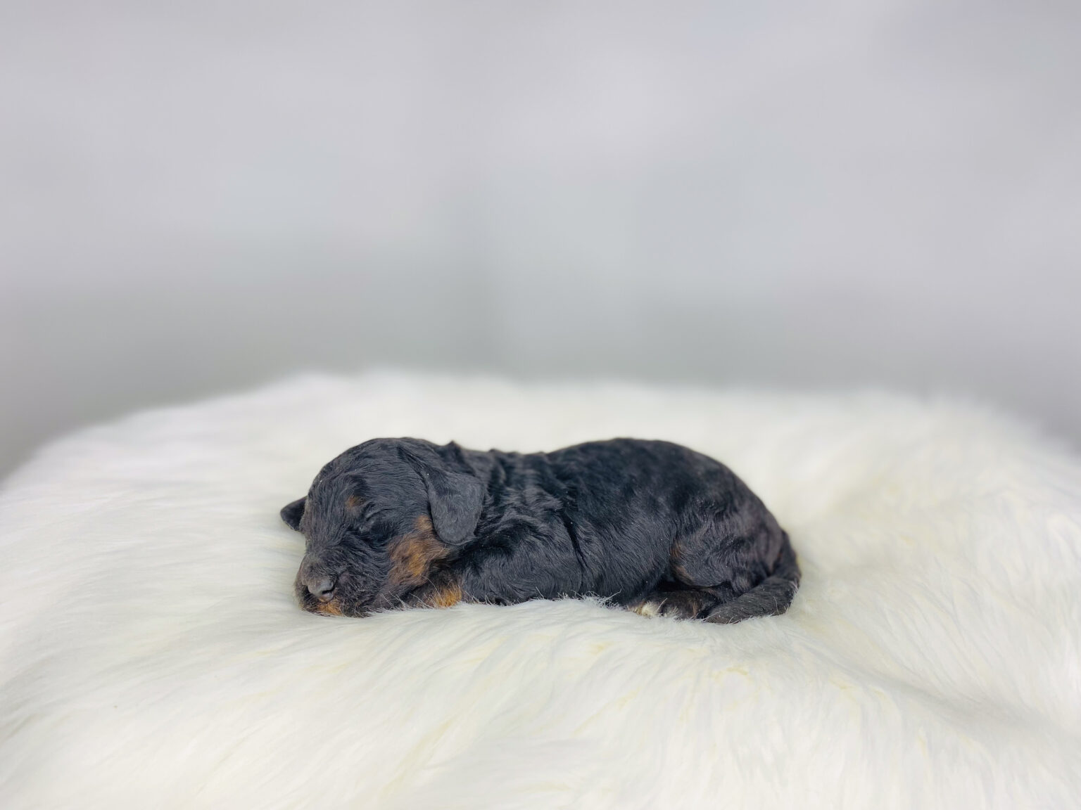 I am just a tiny baby and would love to join your family soon! Of course, you can’t see how cute and curly I will be when I get older, so the Dog Club will send updated photos when I am about 6 to 7 weeks old, if you choose to adopt me. Infant puppy deposits are refundable or transferrable.