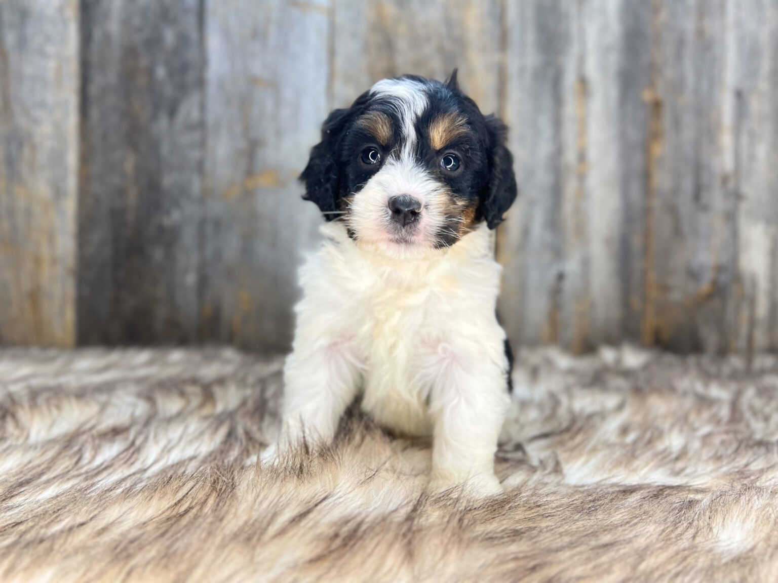 I am just a tiny baby and would love to join your family soon! Of course, you can’t see how cute and curly I will be when I get older, so the Dog Club will send updated photos when I am about 6 to 7 weeks old, if you choose to adopt me. Infant puppy deposits are refundable or transferrable.