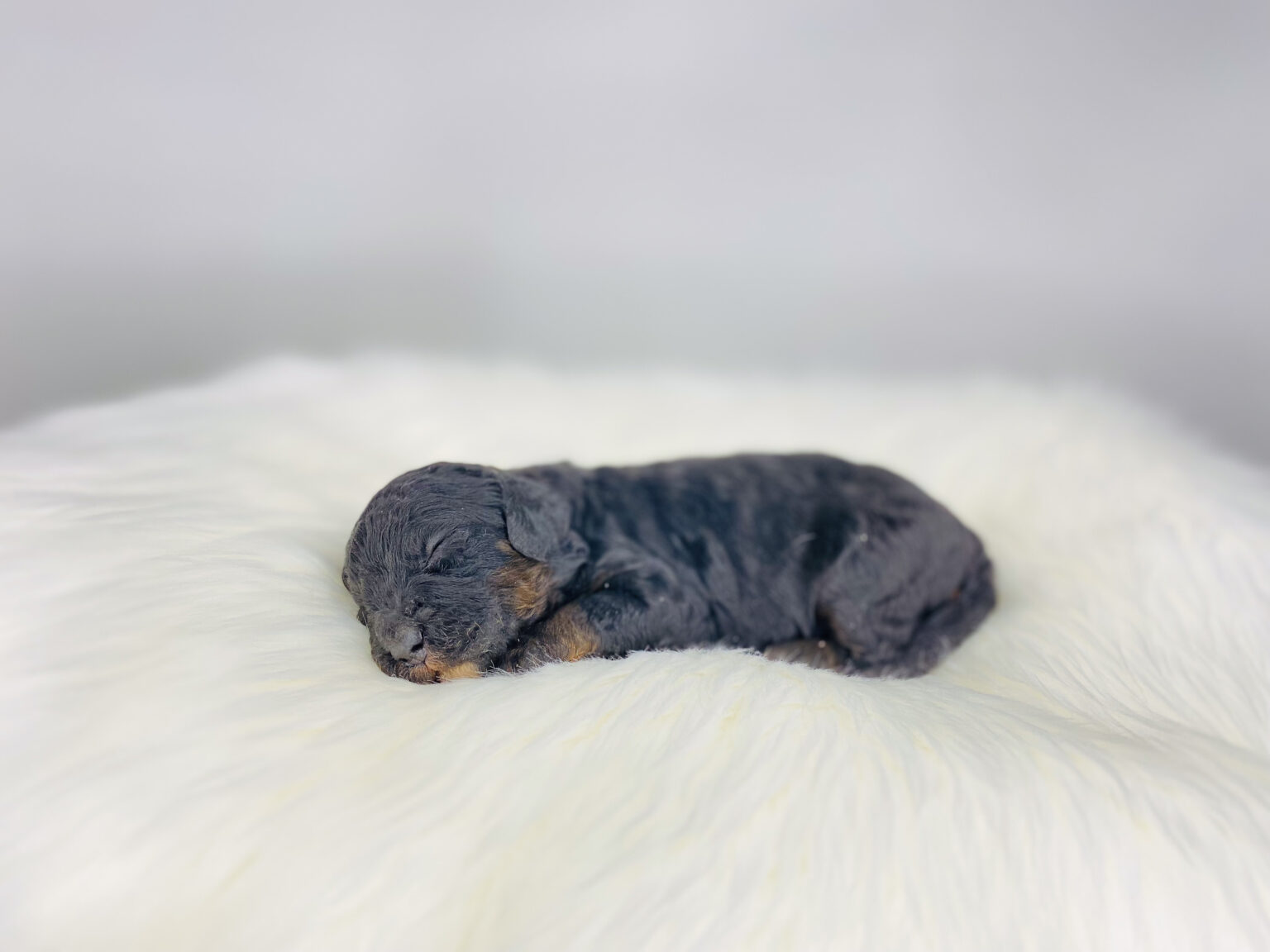 I am just a tiny baby and would love to join your family soon! Of course, you can’t see how cute and curly I will be when I get older, so the Dog Club will send updated photos when I am about 6 to 7 weeks old, if you choose to adopt me. Infant puppy deposits are refundable or transferrable.