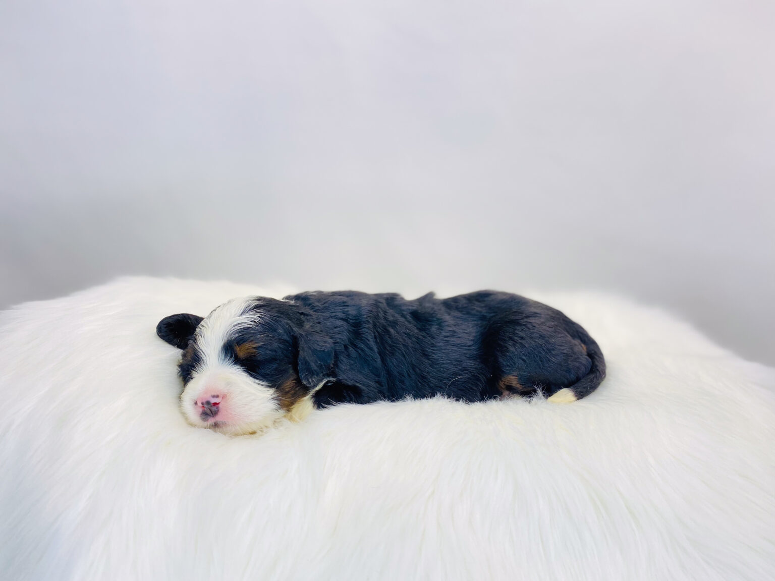 I am just a tiny baby and would love to join your family soon! Of course, you can’t see how cute and curly I will be when I get older, so the Dog Club will send updated photos when I am about 6 to 7 weeks old, if you choose to adopt me. Infant puppy deposits are refundable or transferrable.