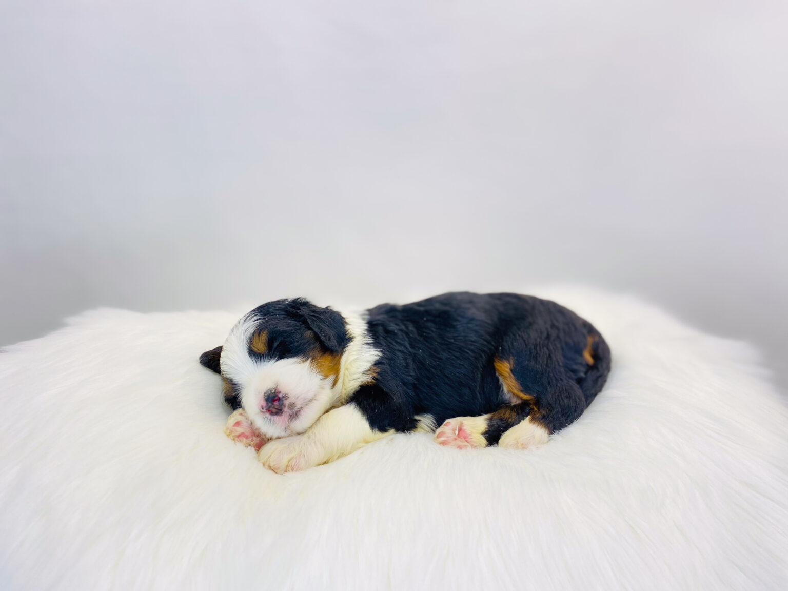 I am just a tiny baby and would love to join your family soon! Of course, you can’t see how cute and curly I will be when I get older, so the Dog Club will send updated photos when I am about 6 to 7 weeks old, if you choose to adopt me. Infant puppy deposits are refundable or transferrable.