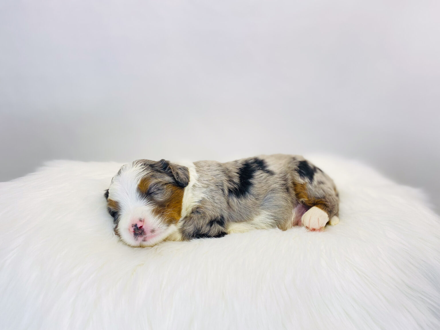 I am just a tiny baby and would love to join your family soon! Of course, you can’t see how cute and curly I will be when I get older, so the Dog Club will send updated photos when I am about 6 to 7 weeks old, if you choose to adopt me. Infant puppy deposits are refundable or transferrable.