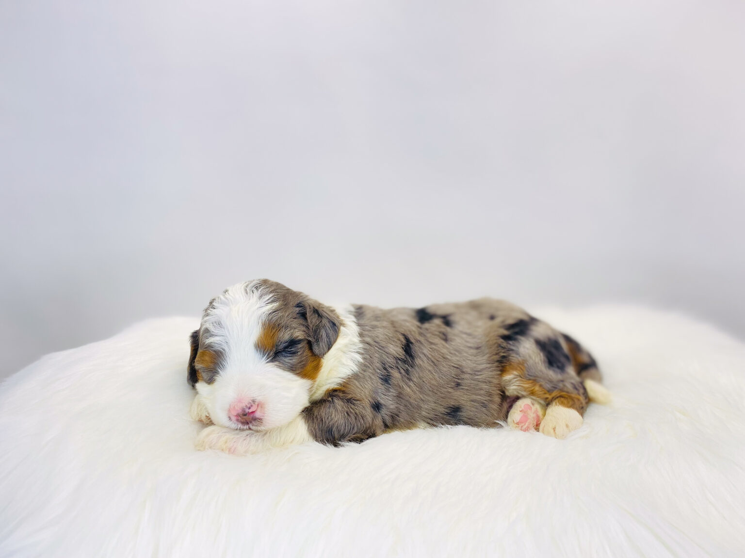 I am just a tiny baby and would love to join your family soon! Of course, you can’t see how cute and curly I will be when I get older, so the Dog Club will send updated photos when I am about 6 to 7 weeks old, if you choose to adopt me. Infant puppy deposits are refundable or transferrable.