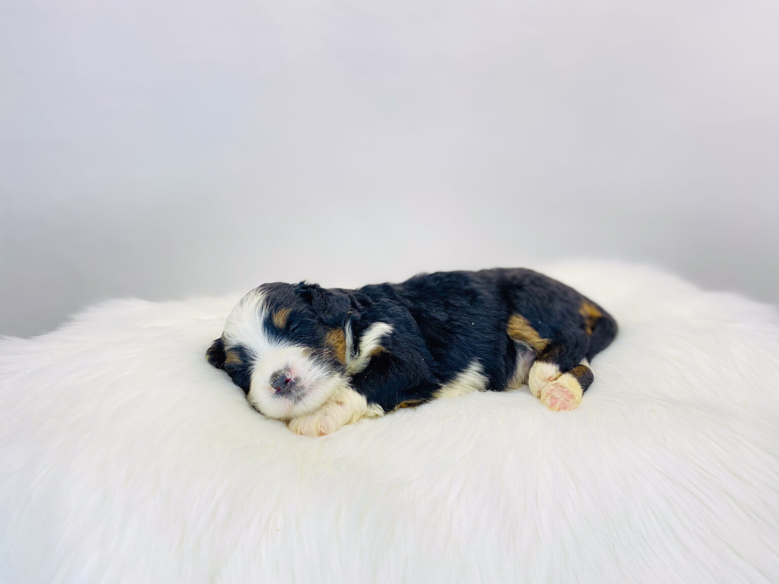 I am just a tiny baby and would love to join your family soon! Of course, you can’t see how cute and curly I will be when I get older, so the Dog Club will send updated photos when I am about 6 to 7 weeks old, if you choose to adopt me. Infant puppy deposits are refundable or transferrable.