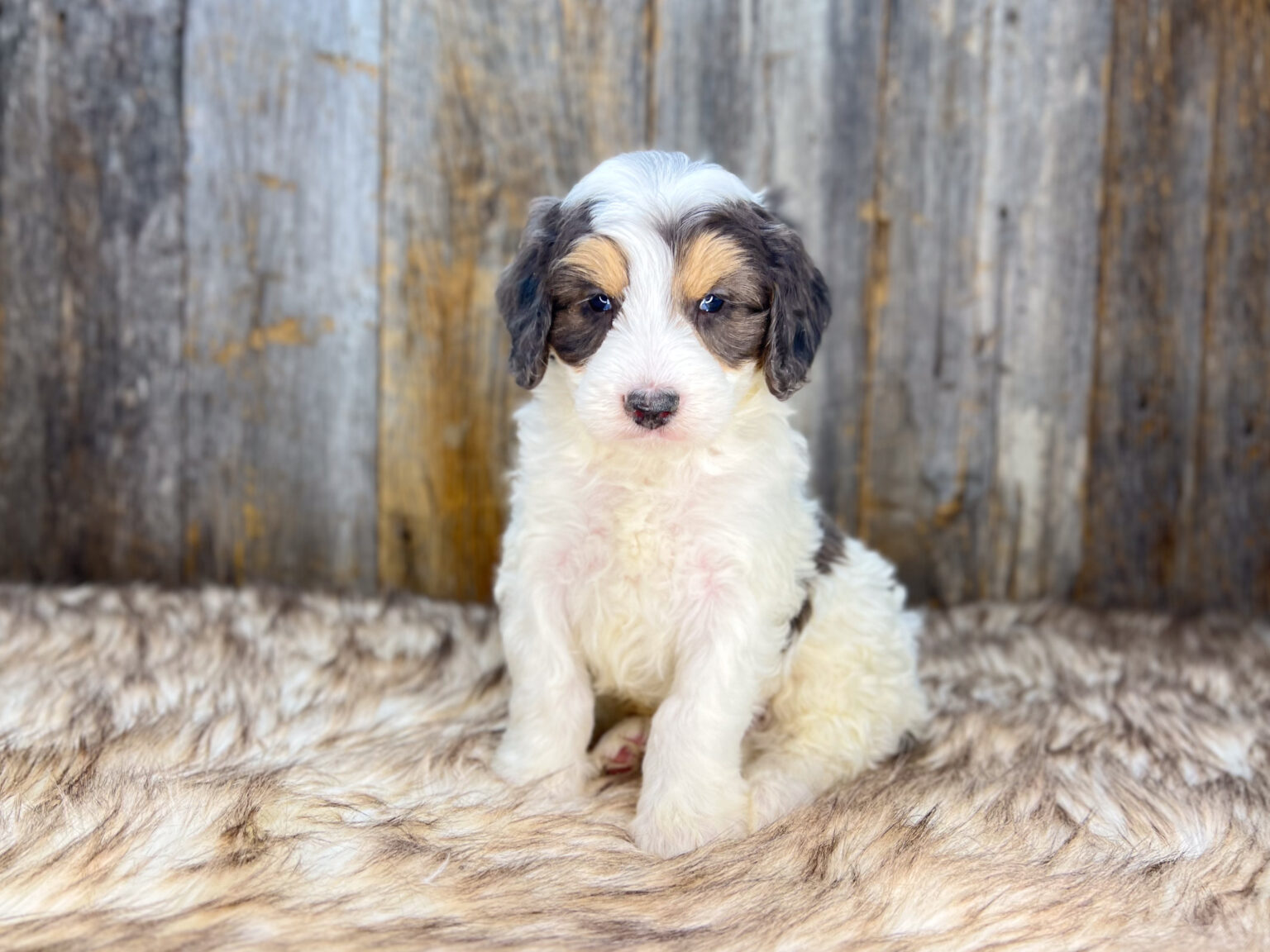 I am just a tiny baby and would love to join your family soon! Of course, you can’t see how cute and curly I will be when I get older, so the Dog Club will send updated photos when I am about 6 to 7 weeks old, if you choose to adopt me. Infant puppy deposits are refundable or transferrable.
