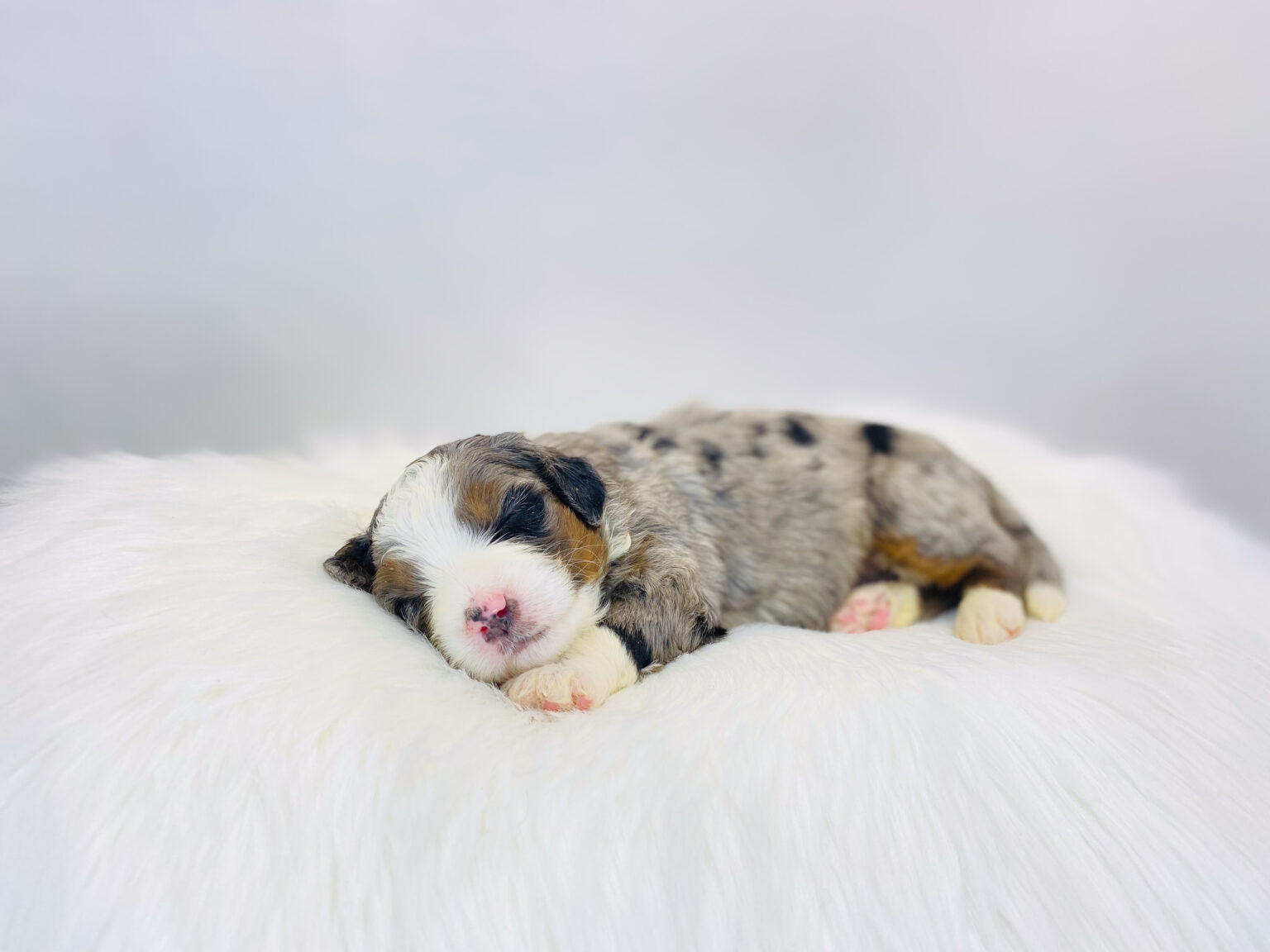 I am just a tiny baby and would love to join your family soon! Of course, you can’t see how cute and curly I will be when I get older, so the Dog Club will send updated photos when I am about 6 to 7 weeks old, if you choose to adopt me. Infant puppy deposits are refundable or transferrable.