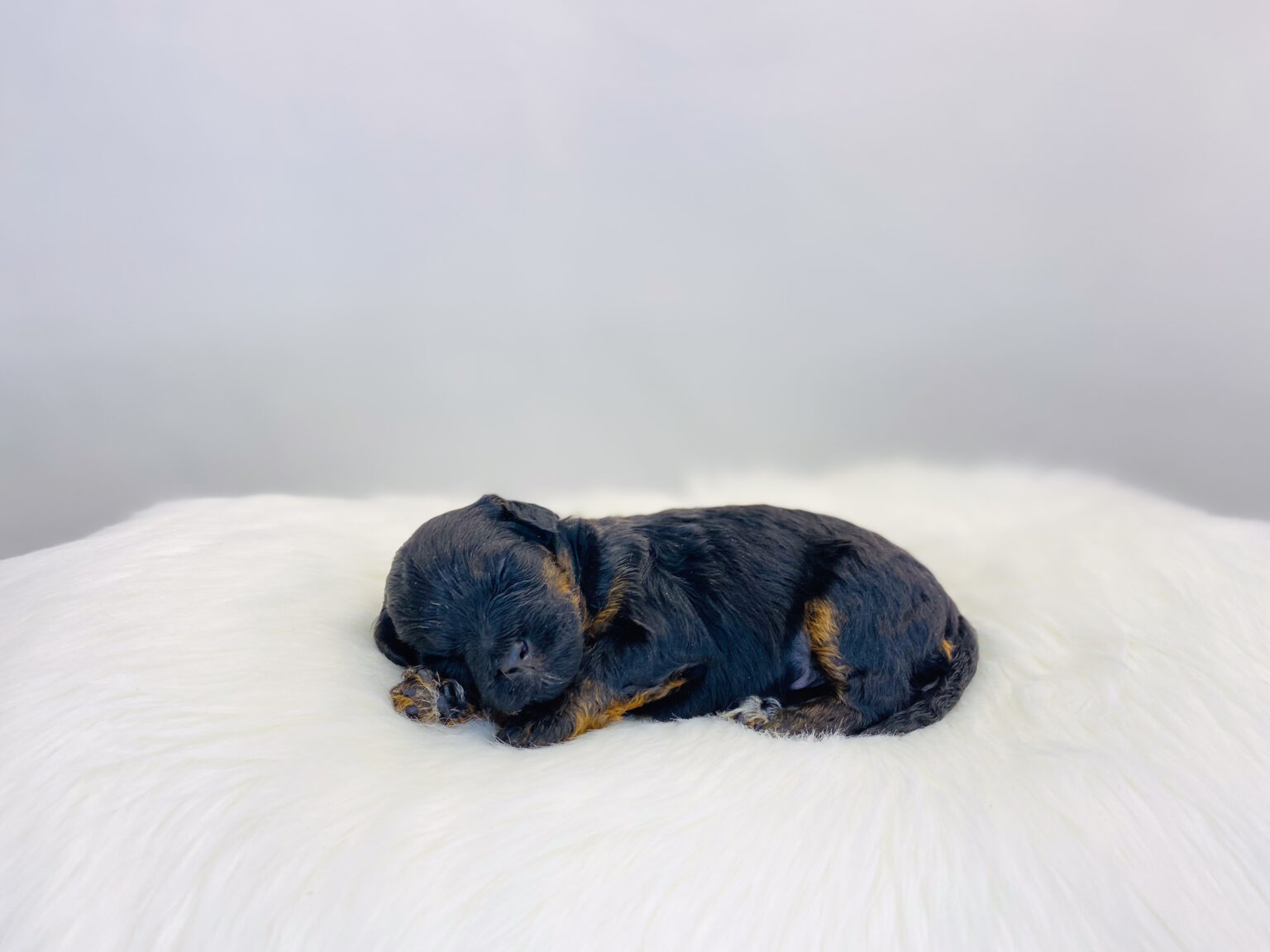 I am just a tiny baby and would love to join your family soon! Of course, you can’t see how cute and curly I will be when I get older, so the Dog Club will send updated photos when I am about 6 to 7 weeks old, if you choose to adopt me. Infant puppy deposits are refundable or transferrable.