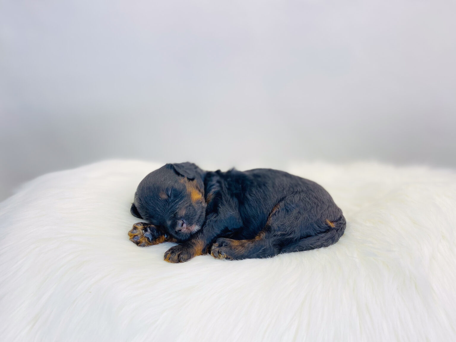 I am just a tiny baby and would love to join your family soon! Of course, you can’t see how cute and curly I will be when I get older, so the Dog Club will send updated photos when I am about 6 to 7 weeks old, if you choose to adopt me. Infant puppy deposits are refundable or transferrable.